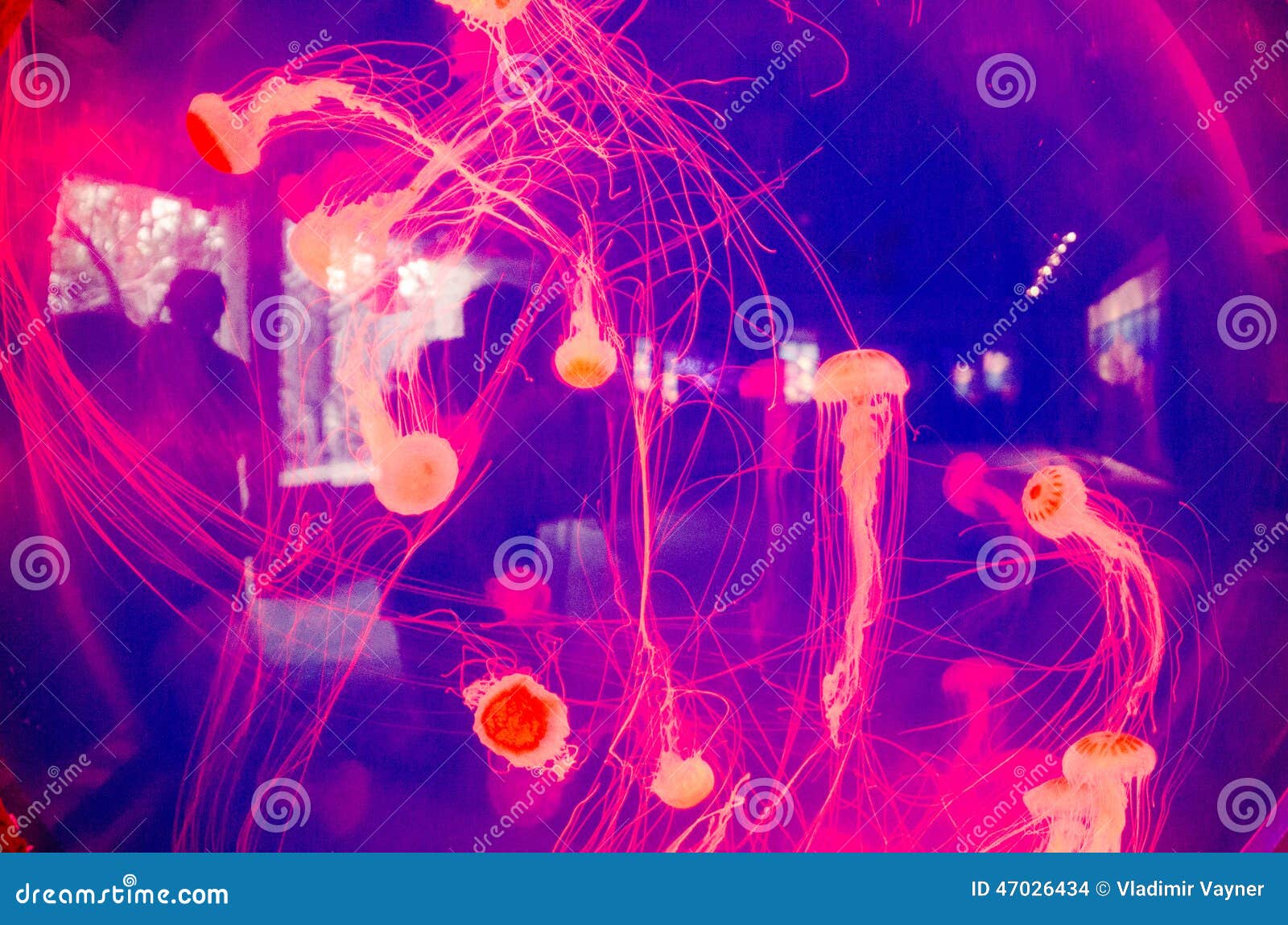 Pink jellyfish stock photo. Image of pink, mexican, jellyfish - 47026434