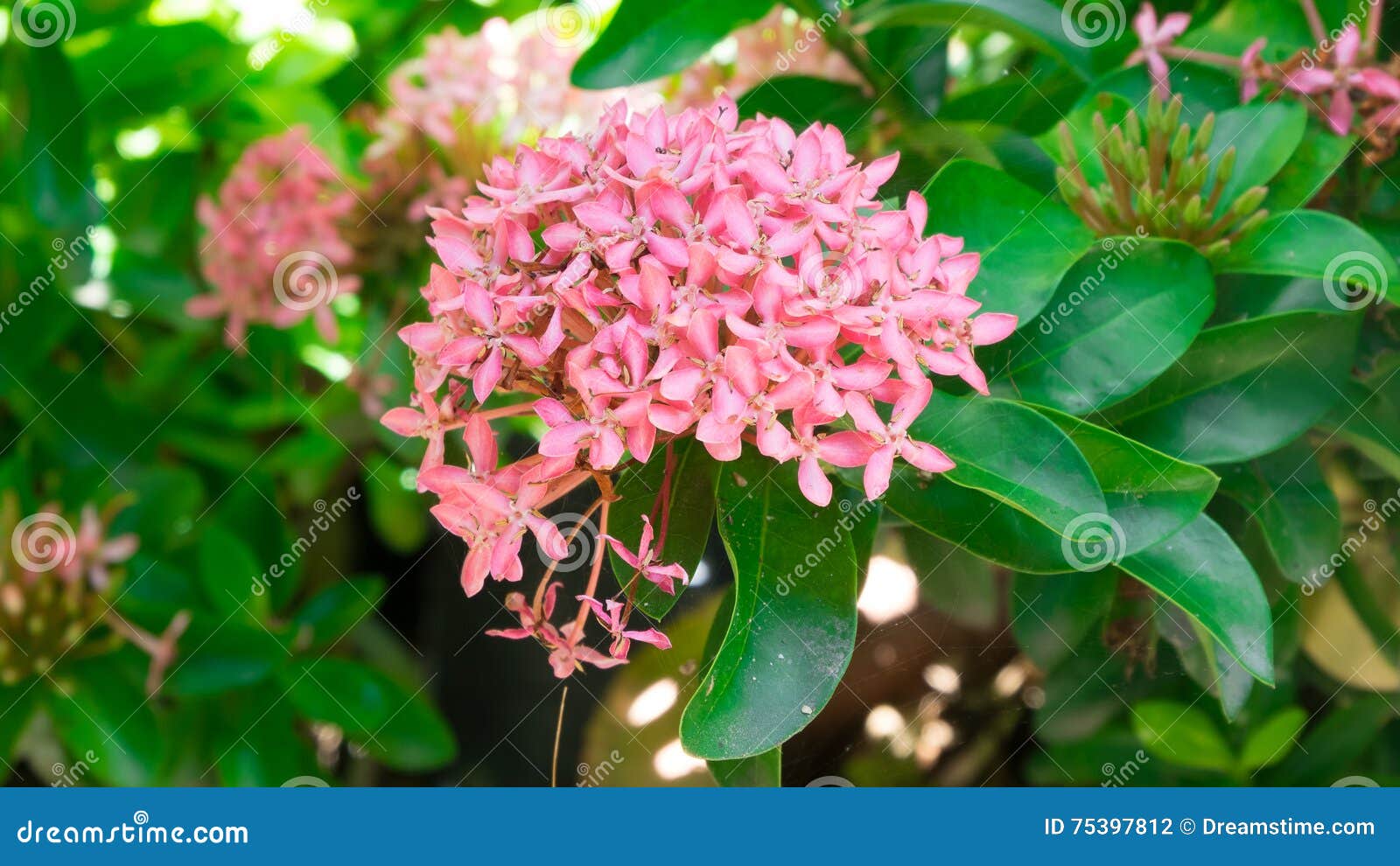 Pink King Ixora Blooming in Thailand Stock Photo - Image of beautiful,  bloom: 75397812