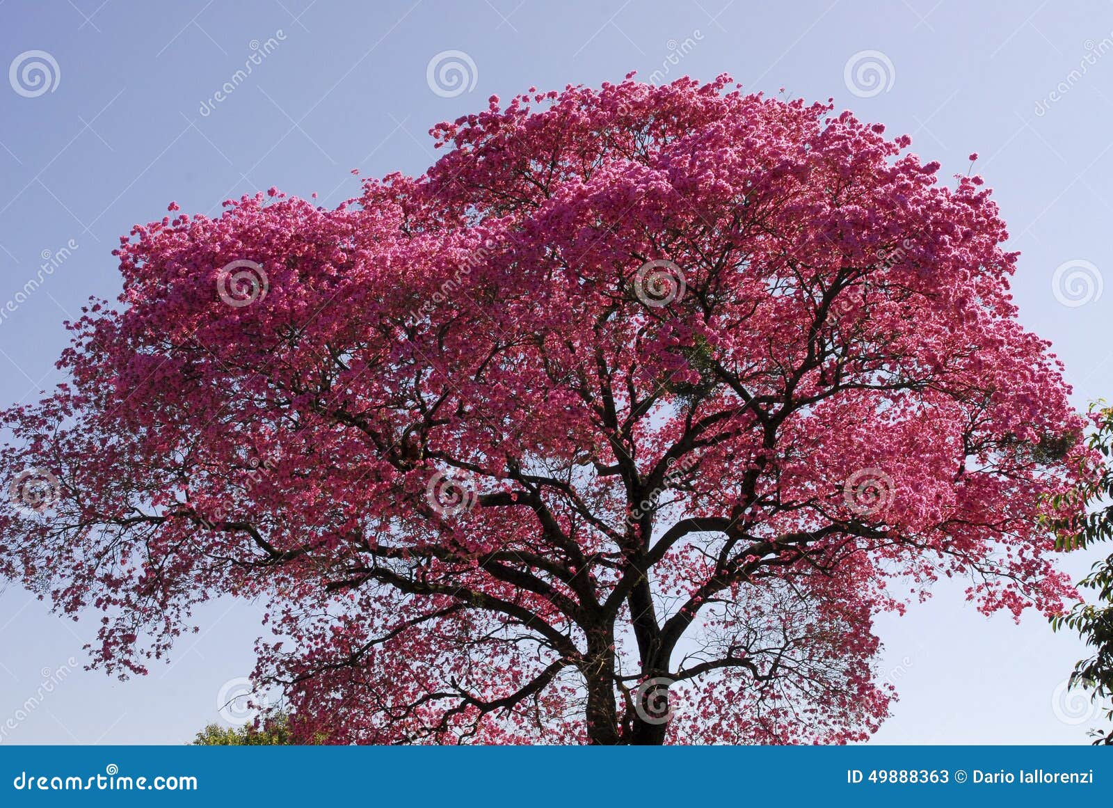 Close-up of pink lapacho flower, a beautiful american tree Stock