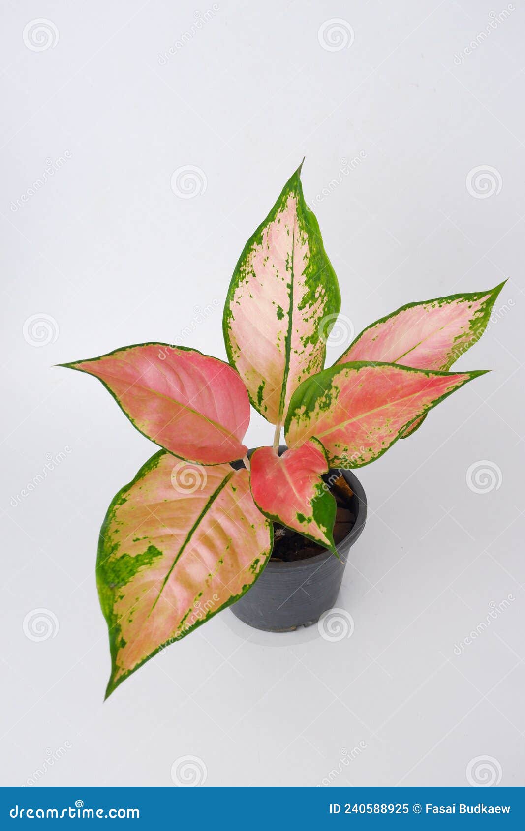 pink leaf aglaonema plant growing in pot  on white background