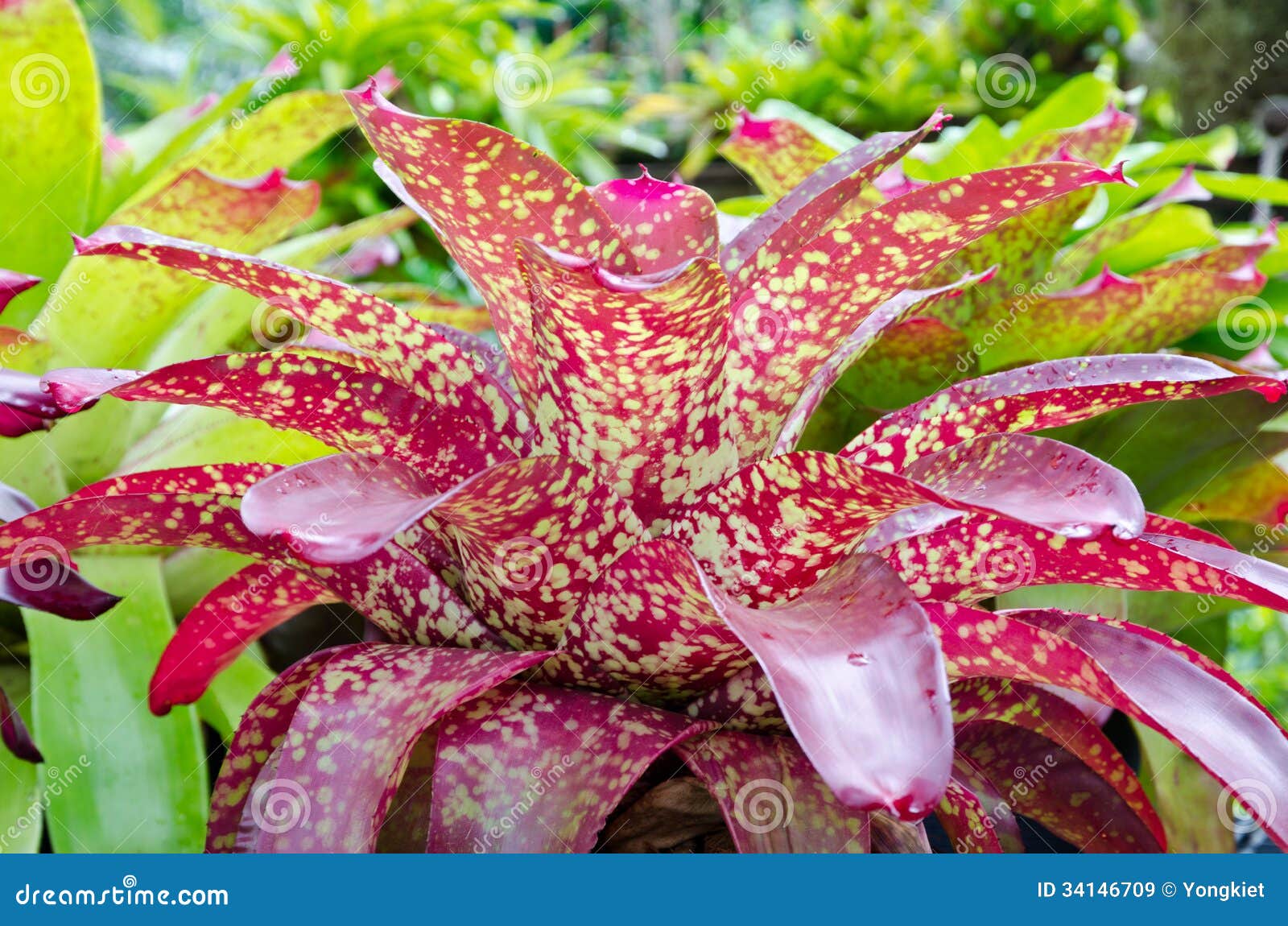 Pink Leaves of Bromeliad ( Aechmea Fasciata ) Stock Image - Image of  colorful, growth: 34146709