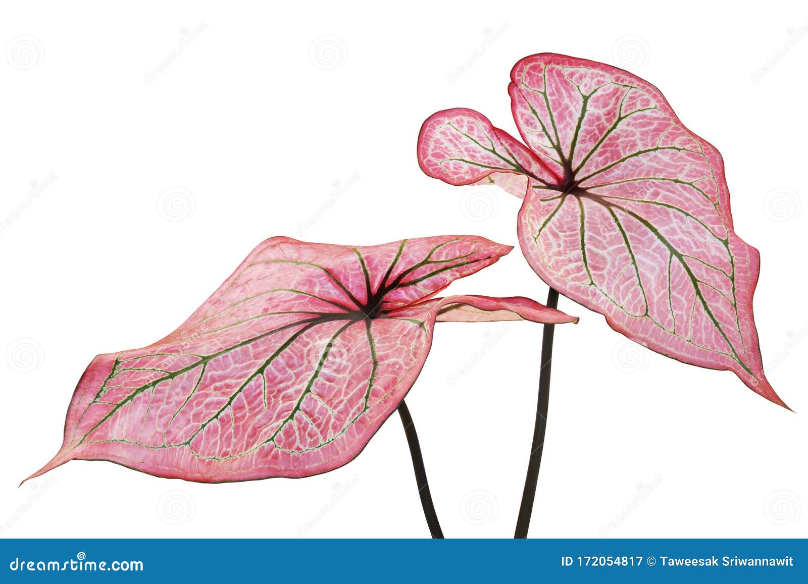 Pink Leaves Green Veins of Caladium Plant Isolated on White Background ...