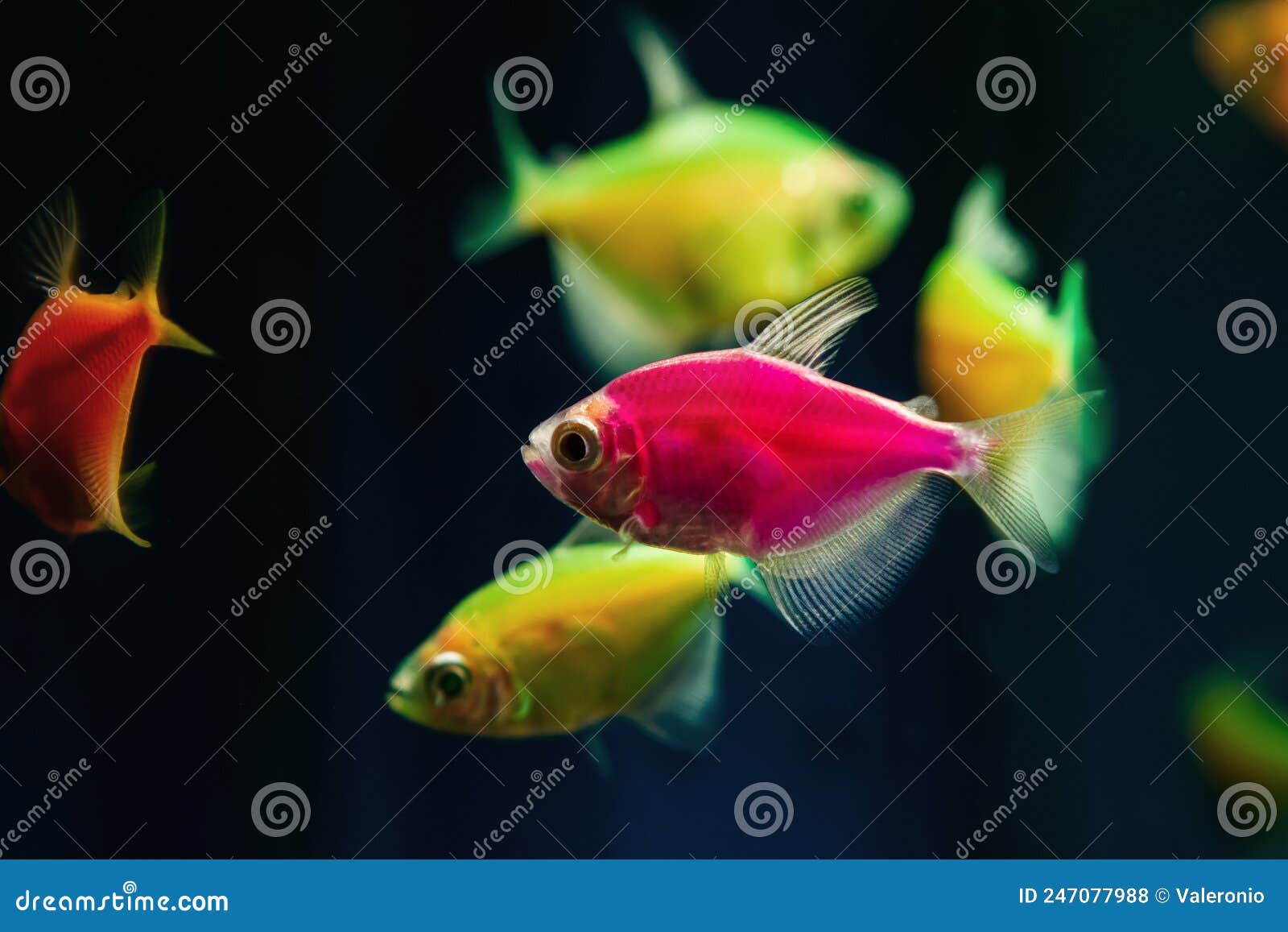 6,826 Pink Fish Aquarium Stock Photos - Free & Royalty-Free Stock Photos  from Dreamstime