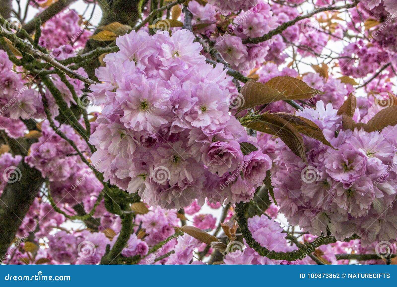 Spring Blooming Trees in London Stock Photo Image of winter, petal