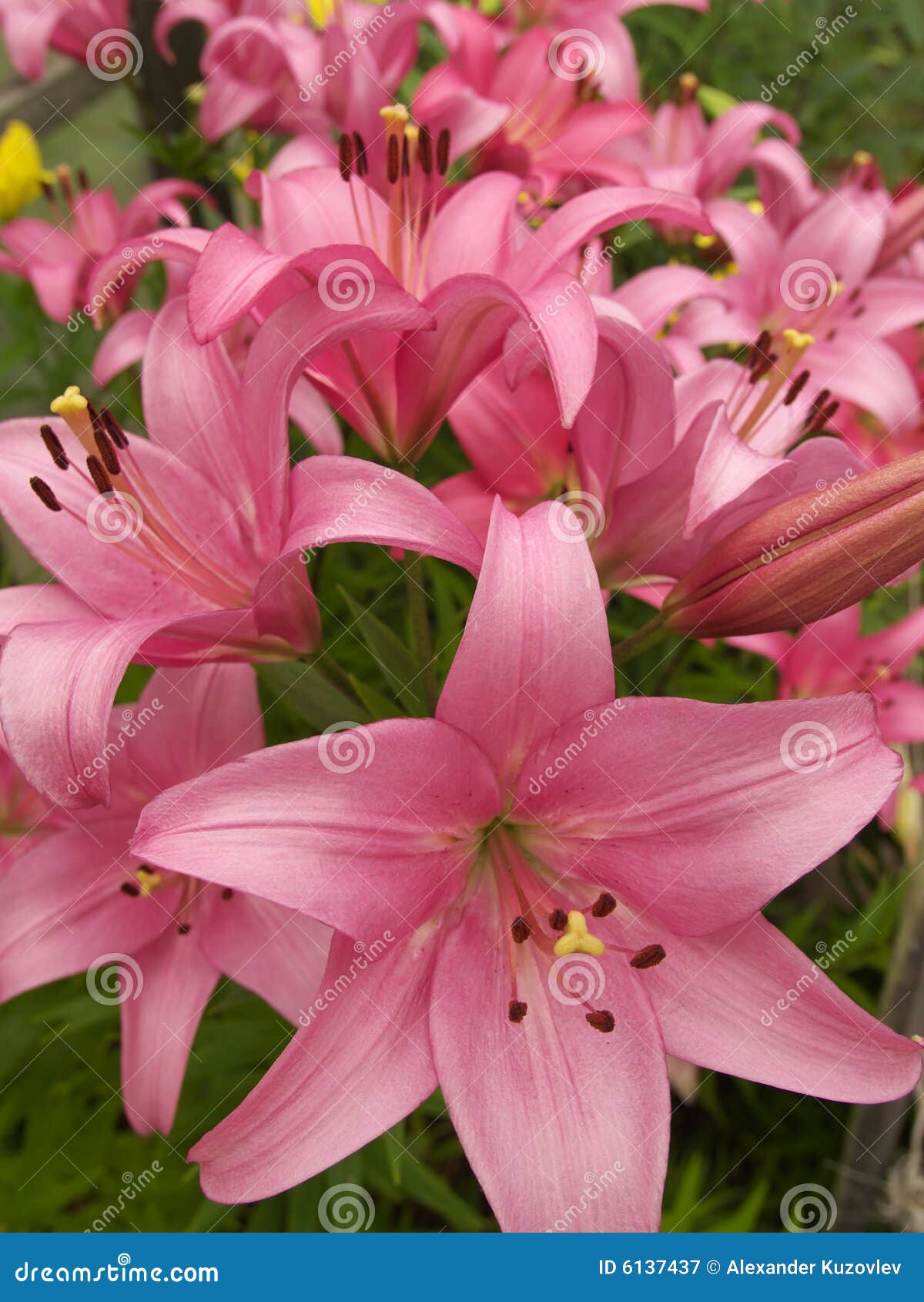 Pink Lilies Royalty Free Stock Photography - Image: 6137437