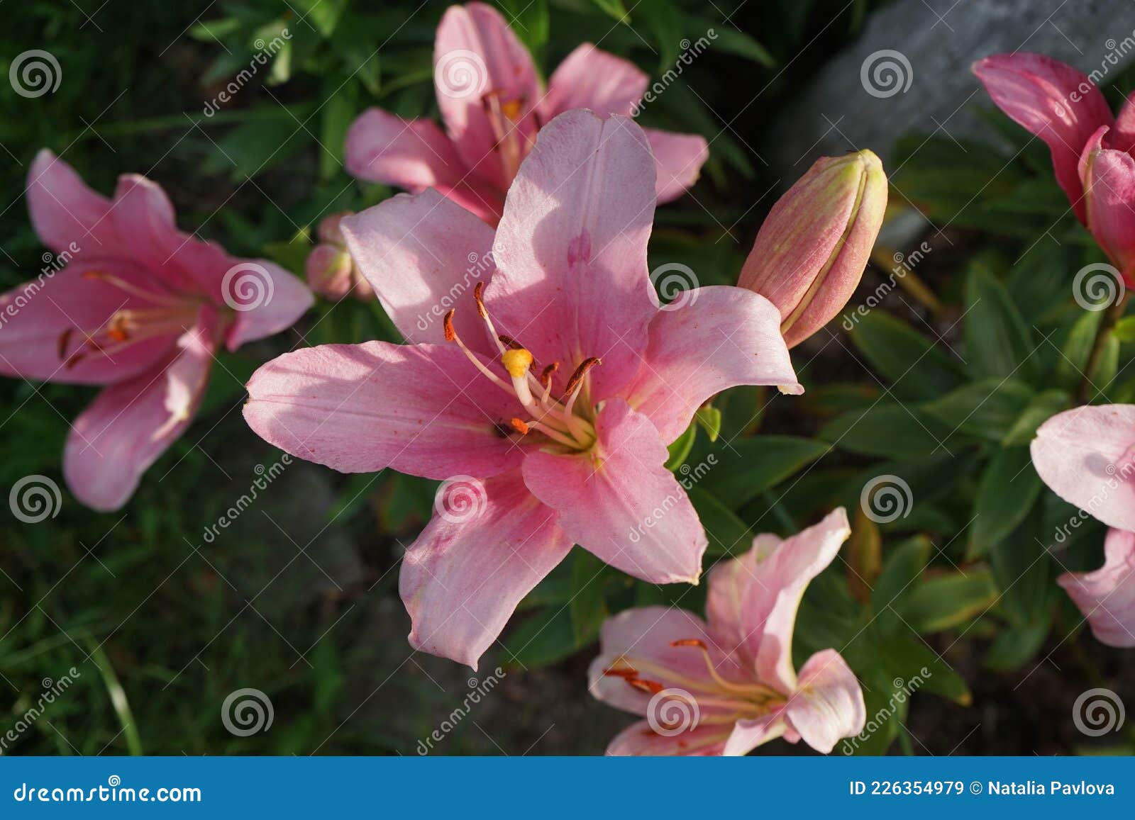 Pink Lilies, Lilium X Hybridum `Algarve` in July in the Garden. Lilium ...