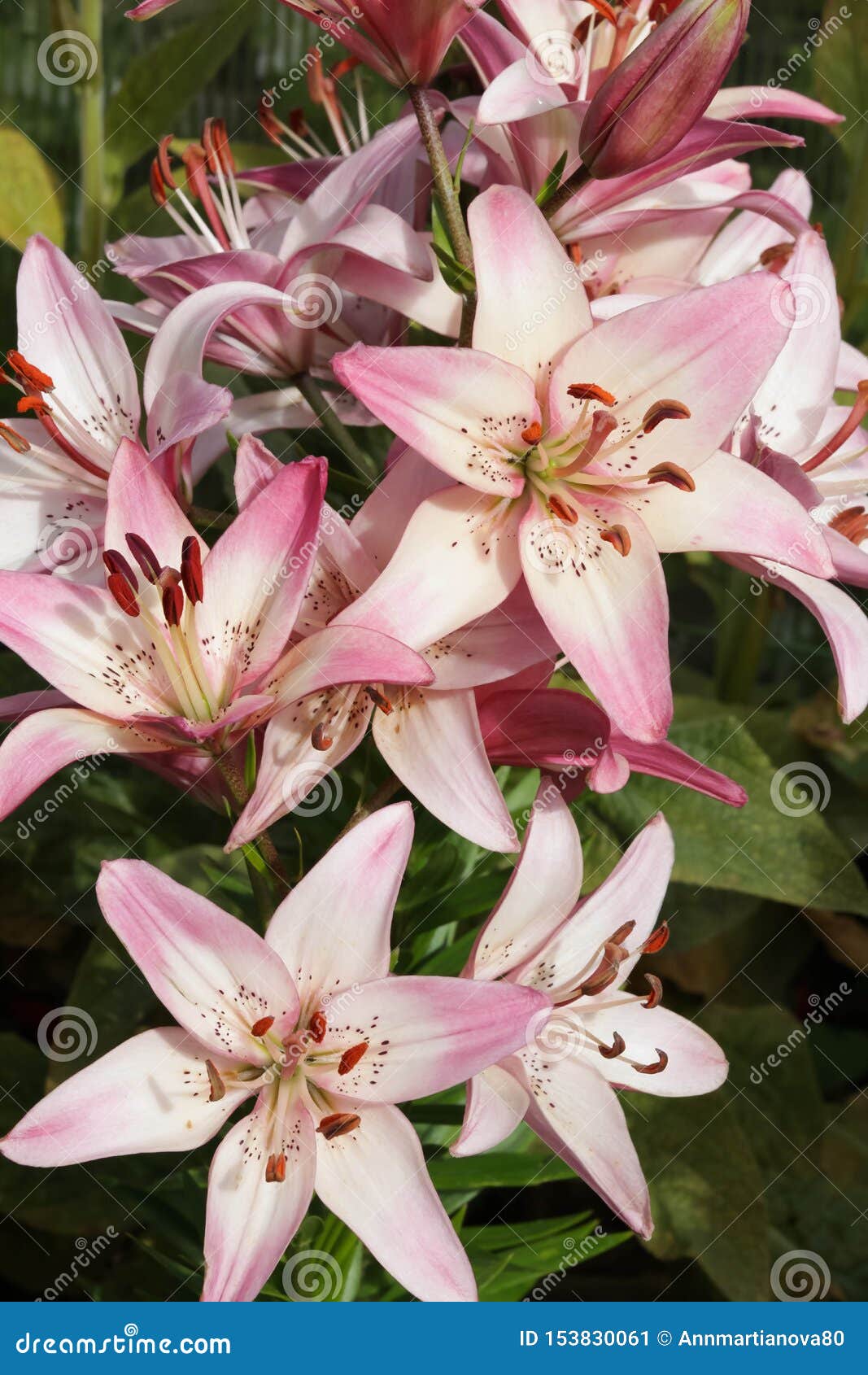 Pink Lilium Aziatisch Flowers on Green Background Stock Image - Image ...