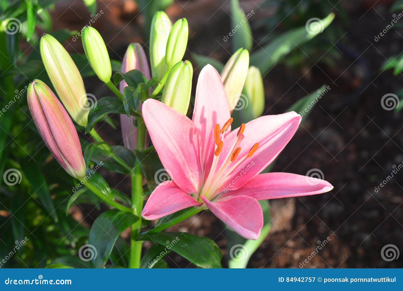 Pink lilly flowers stock image. Image of garden, blossom - 84942757