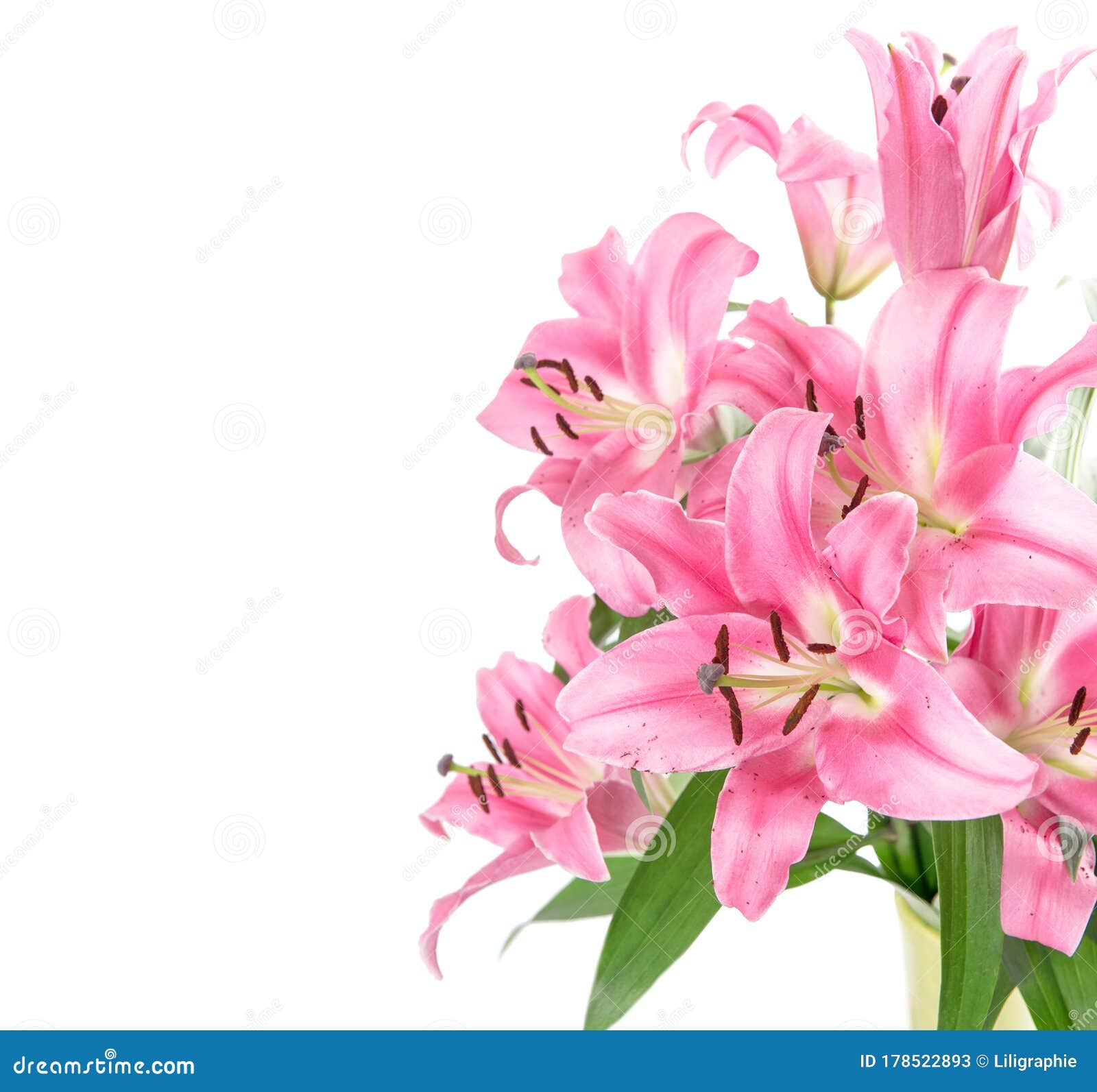 Pink Lily Flower Blossoms Isolated White Background Stock Image Image of bloom, background