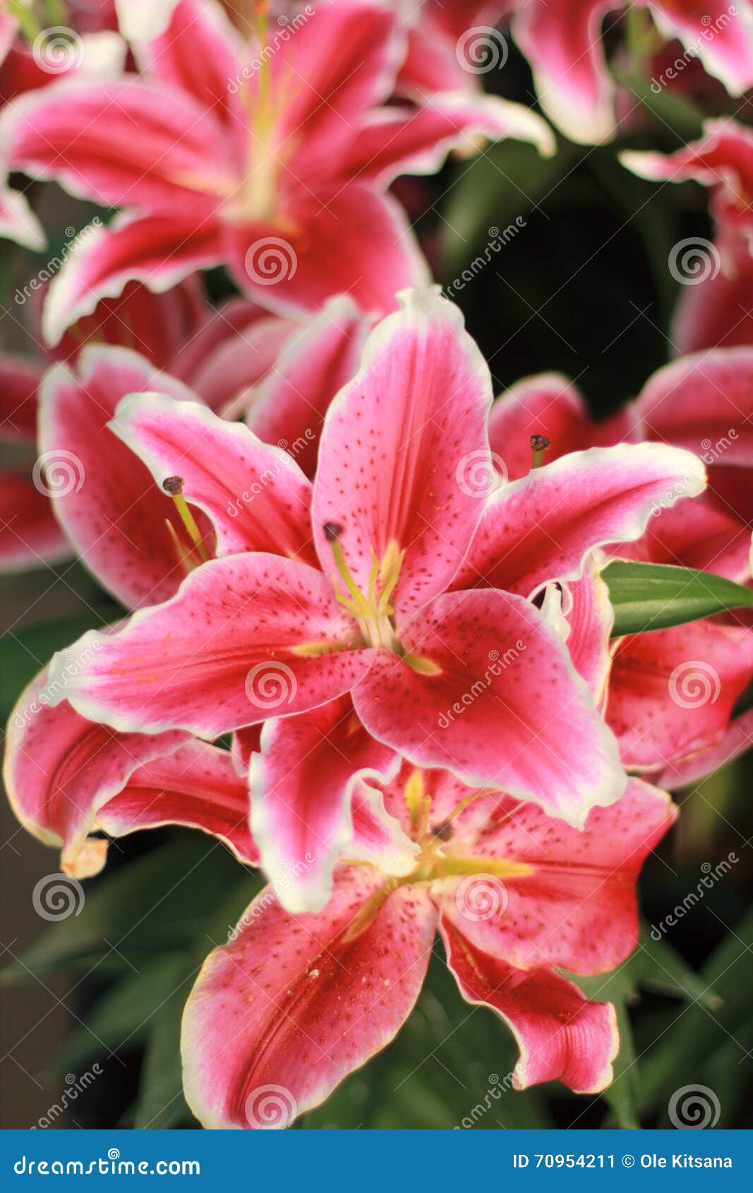 Pink lily flower stock image. Image of love, summer, lilium 70954211