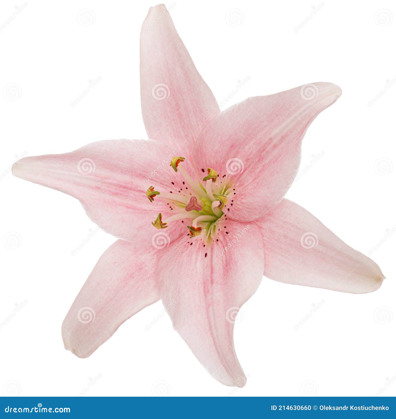 Pink Lily Flower, Isolated on White Background Stock Photo Image of