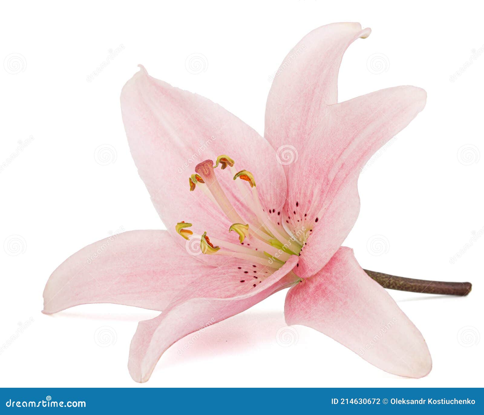 Pink Lily Flower, Isolated on White Background Stock Photo Image of summer, nature 214630672
