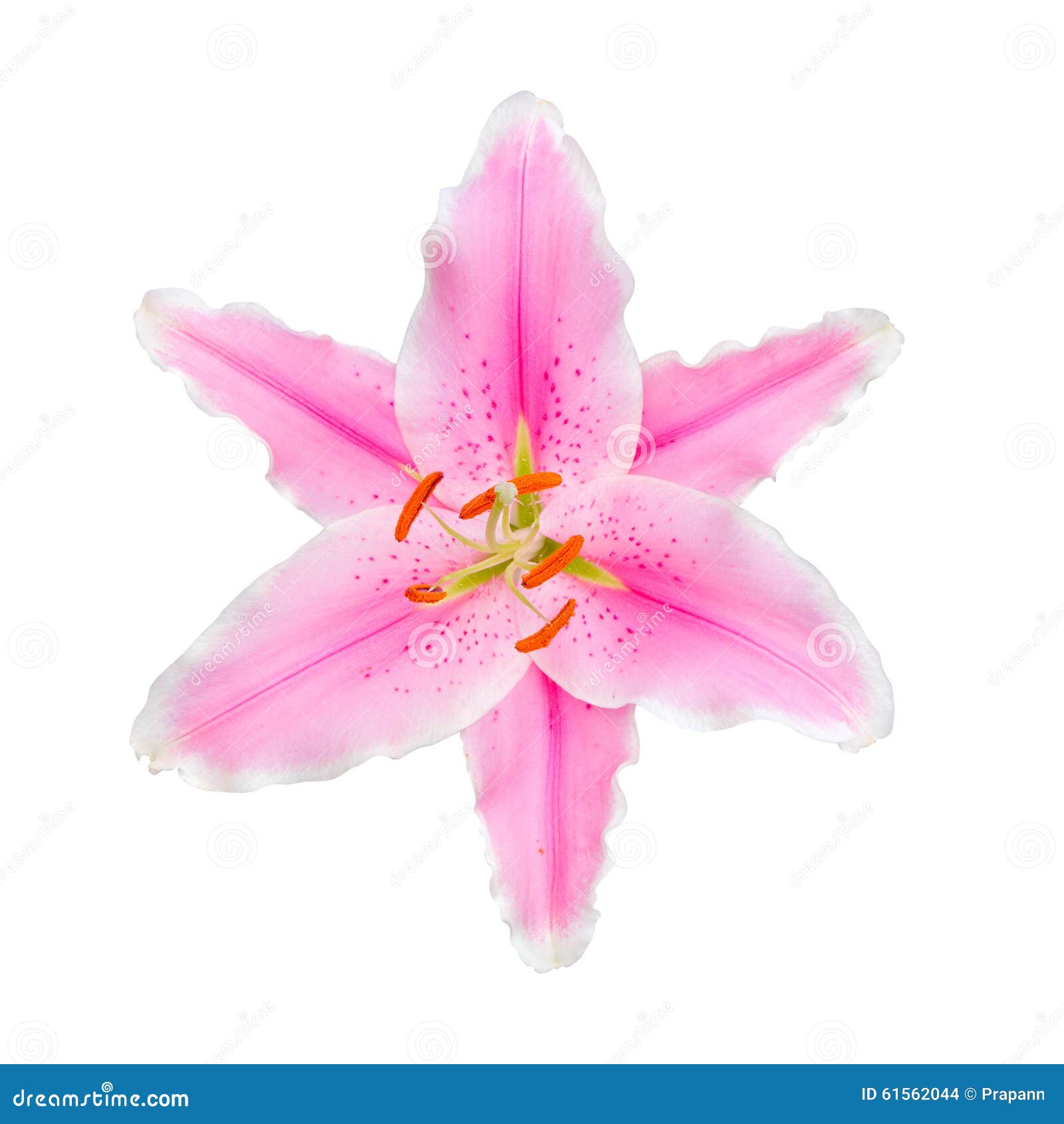 Pink Lily Flower Isolated on a White Background Stock Photo Image of