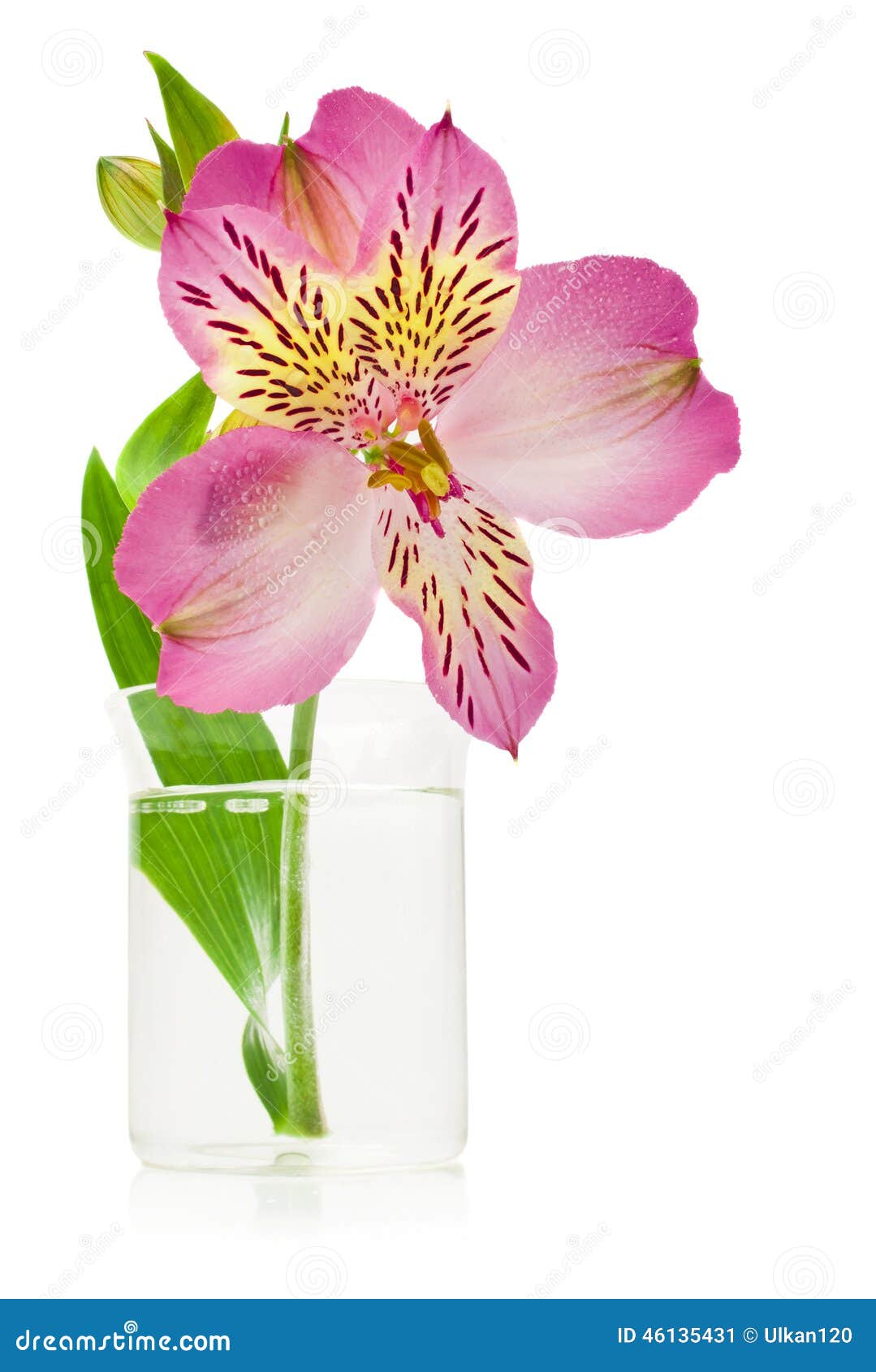 Pink Lily Flower in the Vase Stock Image Image of florist, bridal
