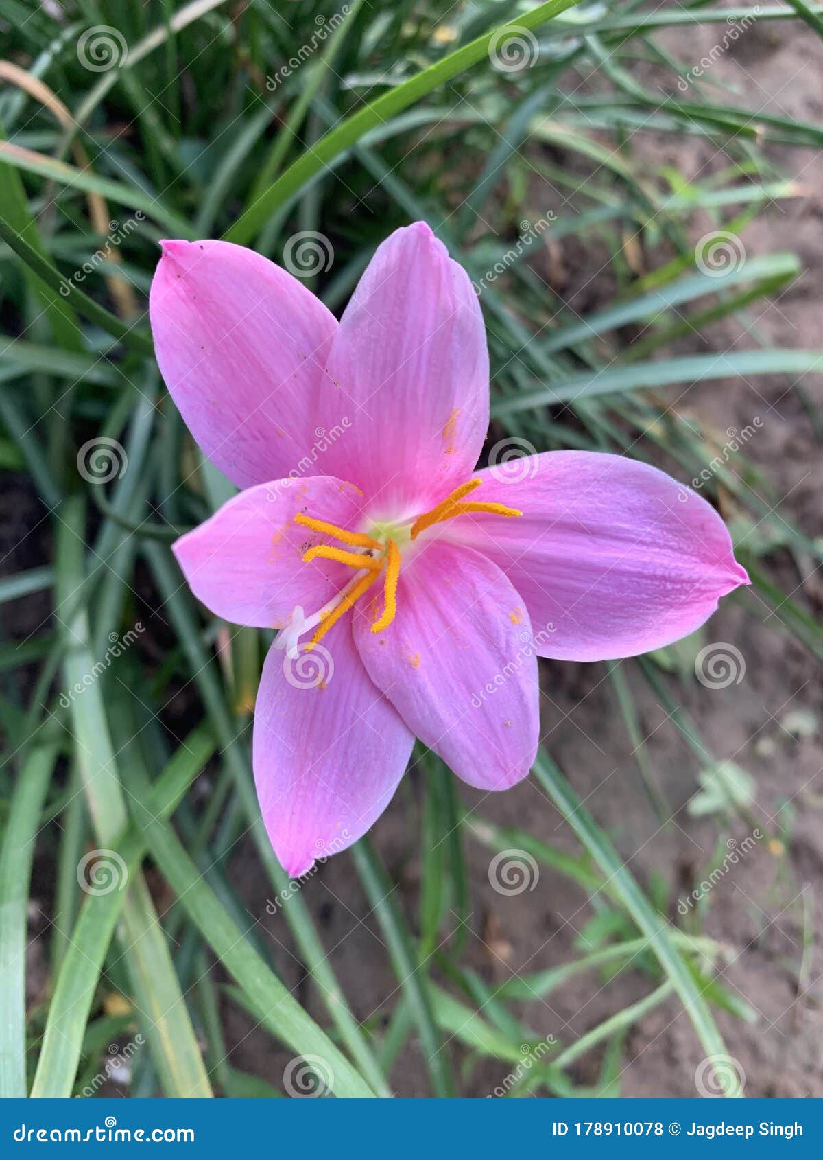 Great Beauty of Pink Lily Flower Stock Photo Image of great, elegance
