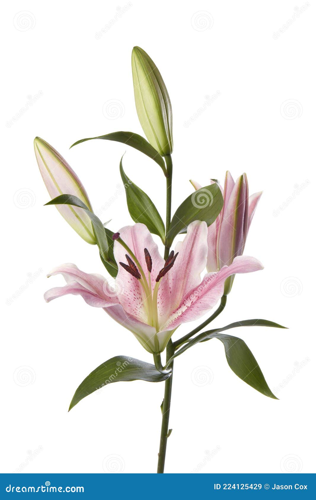 Lily Flower on a White Background Stock Image Image of object, nature 224125429