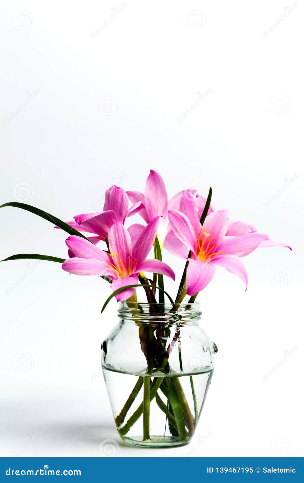Pink Lily Flowers in a Vase on White Stock Image Image of flora