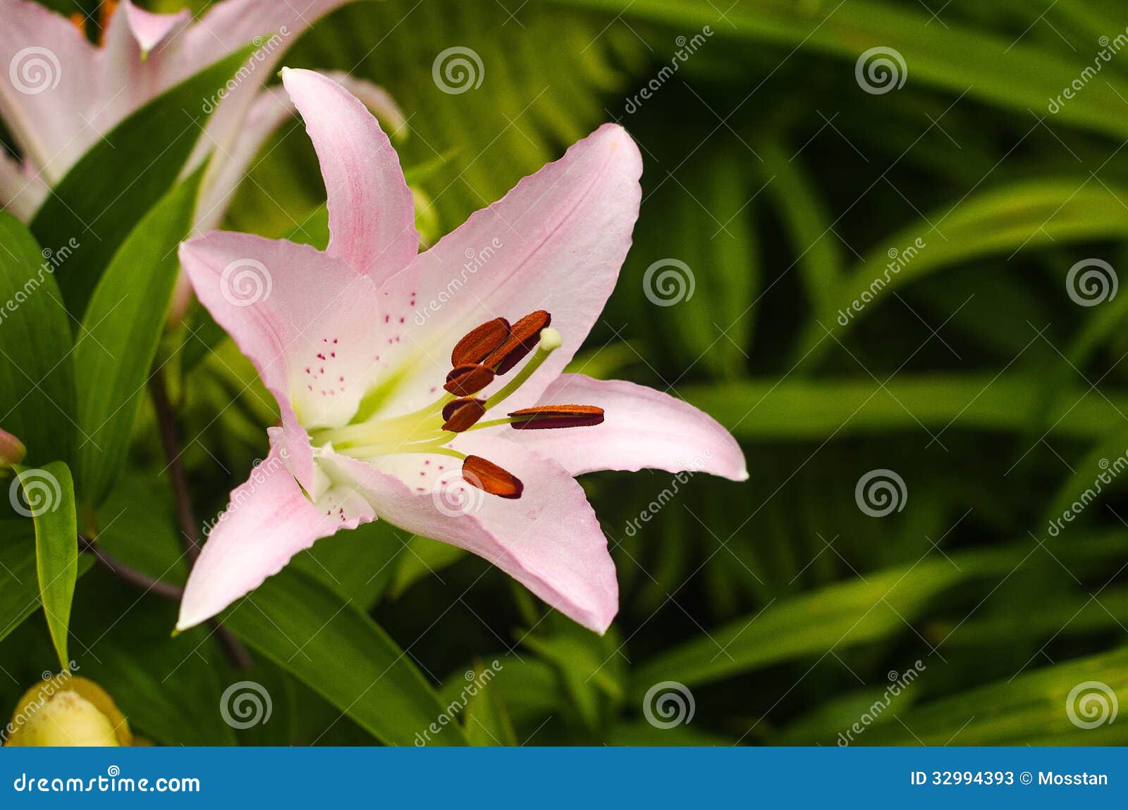 Pink lily on a garden bed stock image. Image of lily 32994393