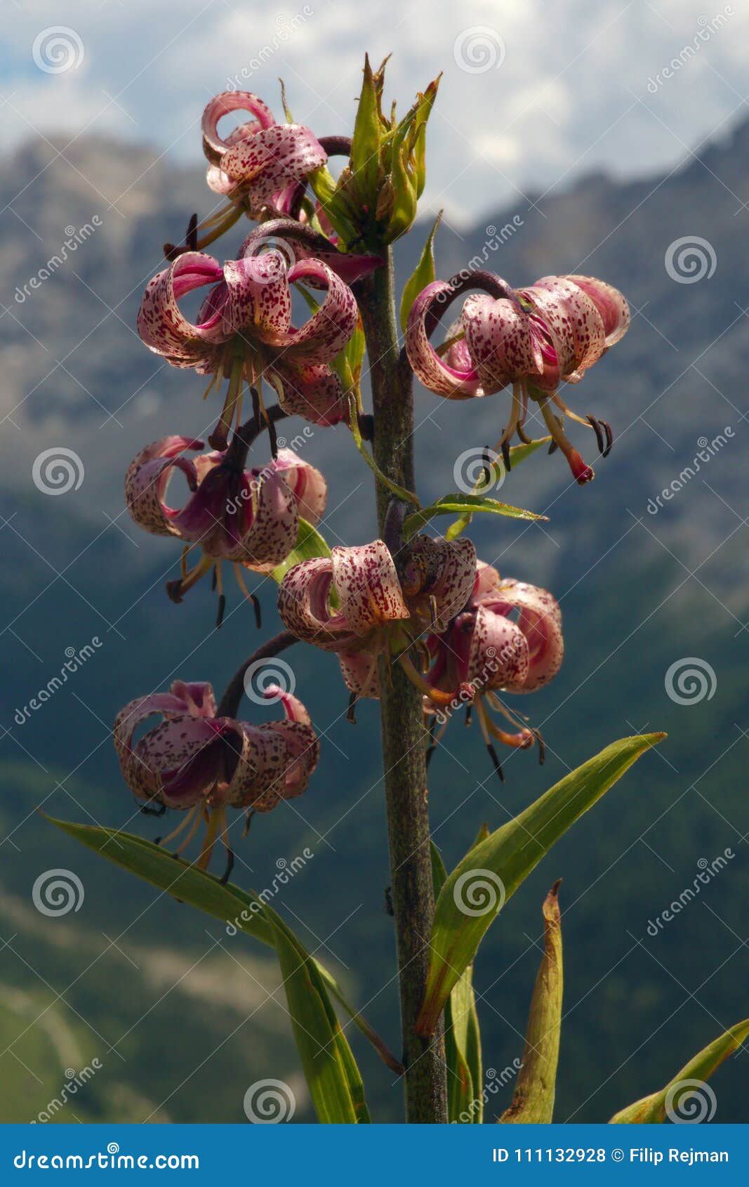 pink lily with mountains on the background