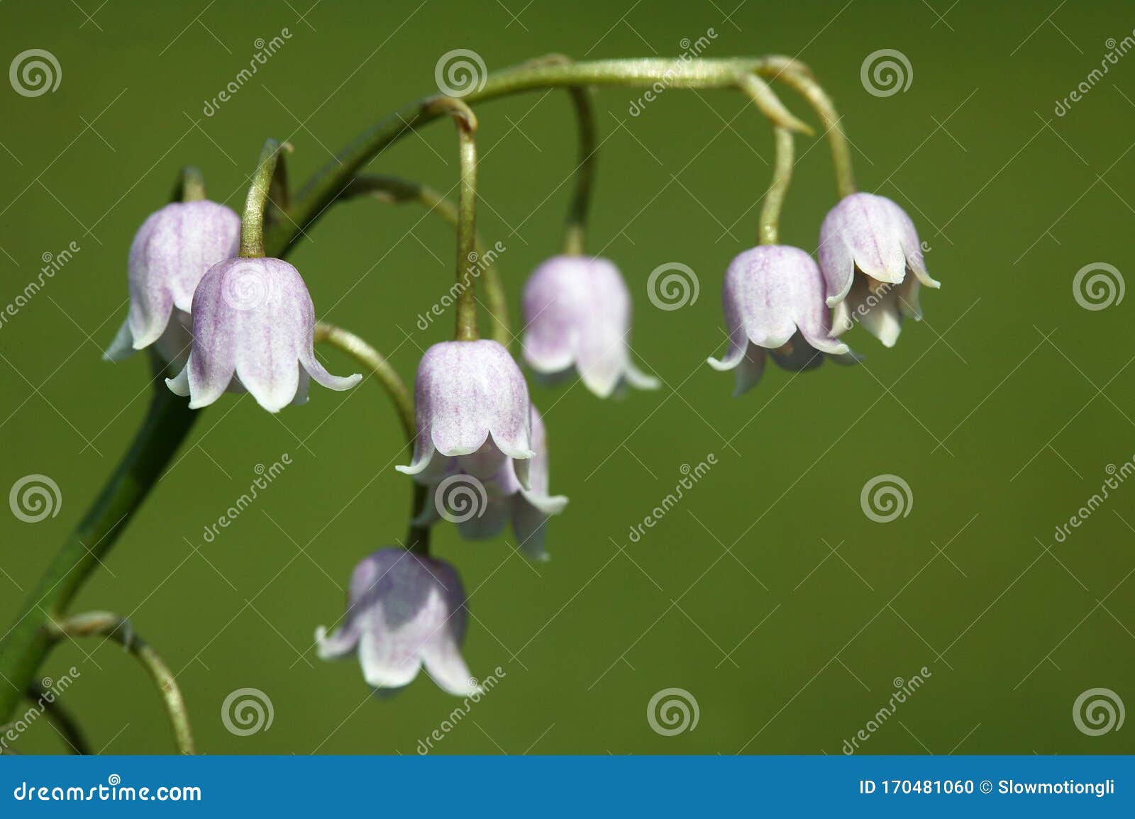 MUGUET ROSE stock photo. Image of flower, europe, blossom - 170481060