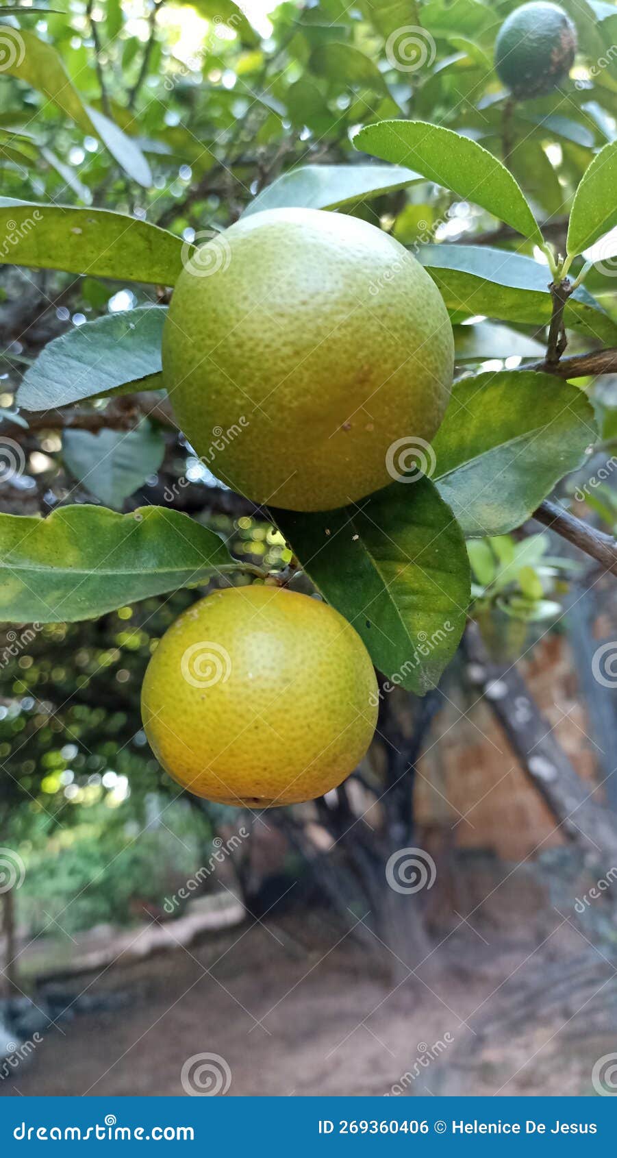 Pink lime. stock photo. Image of fruit, tomato, vegetable 269360406