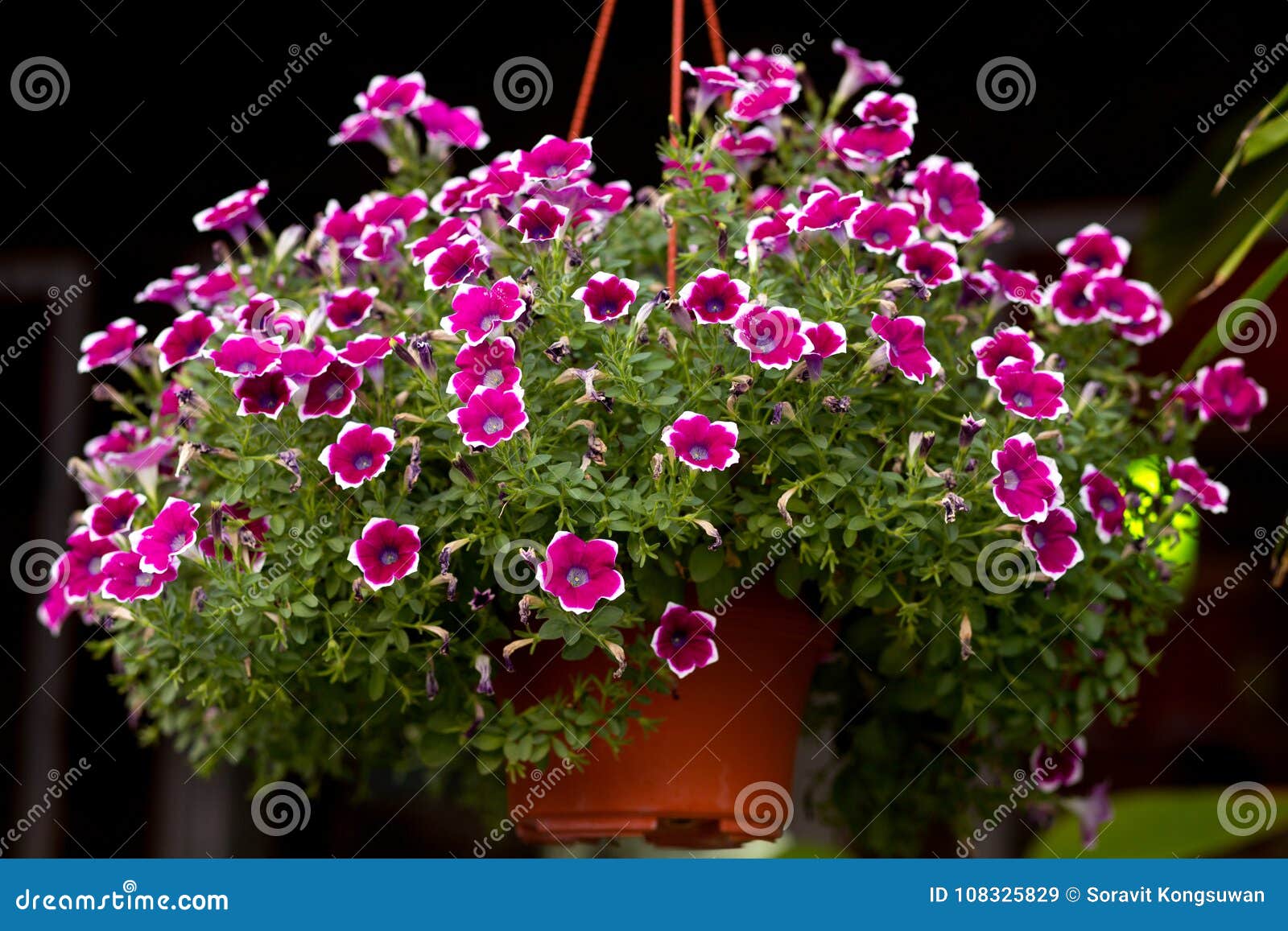 The Pink Little Flower in Hanging Flower Pot Stock Image - Image of ...