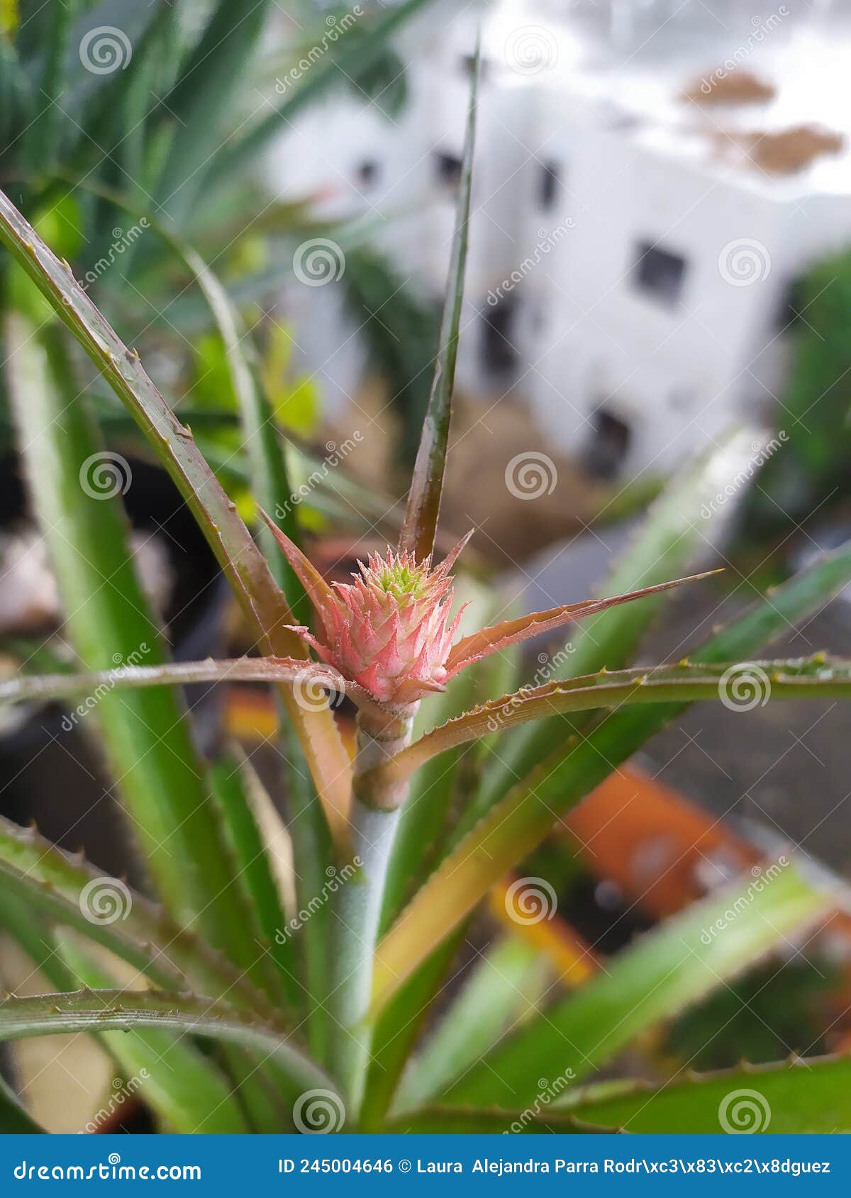 a pink and little pineapple flower. a close up of a pink pineapple flower. un acercamiento a una flor de piÃÂ±a