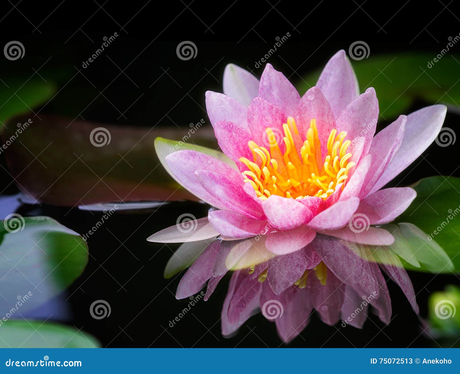 lotus flowers water colour vibrant colours pond Pink Waterlilies