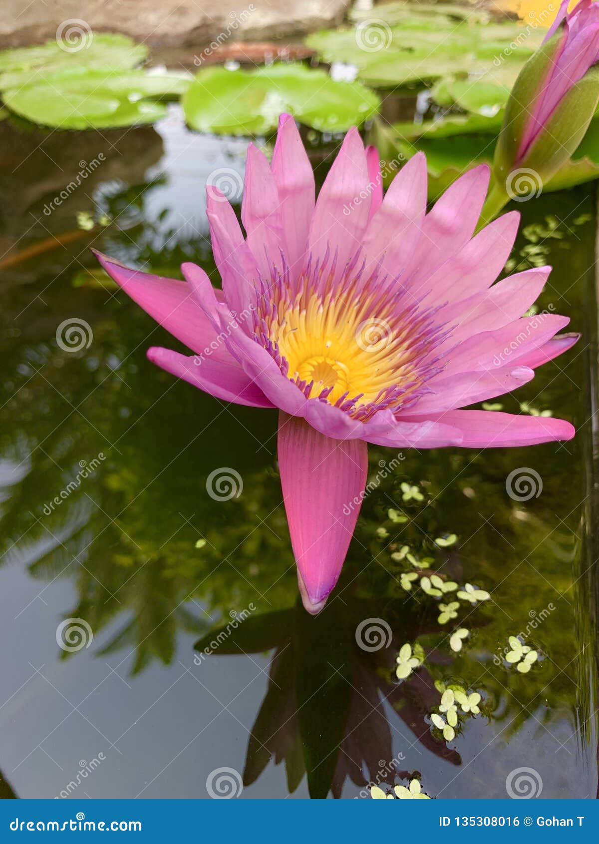 Pink lotus is blooming stock photo. Image of bloom, pinklotus 135308016