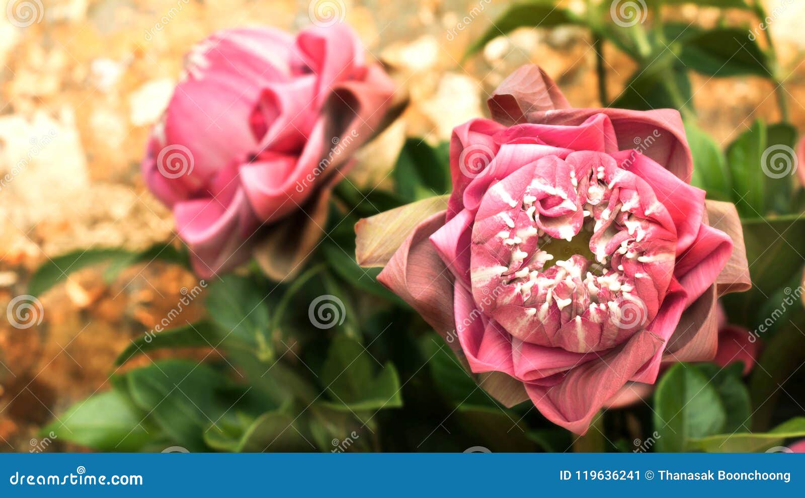 pink lotus flower dedicated to the buddha image.