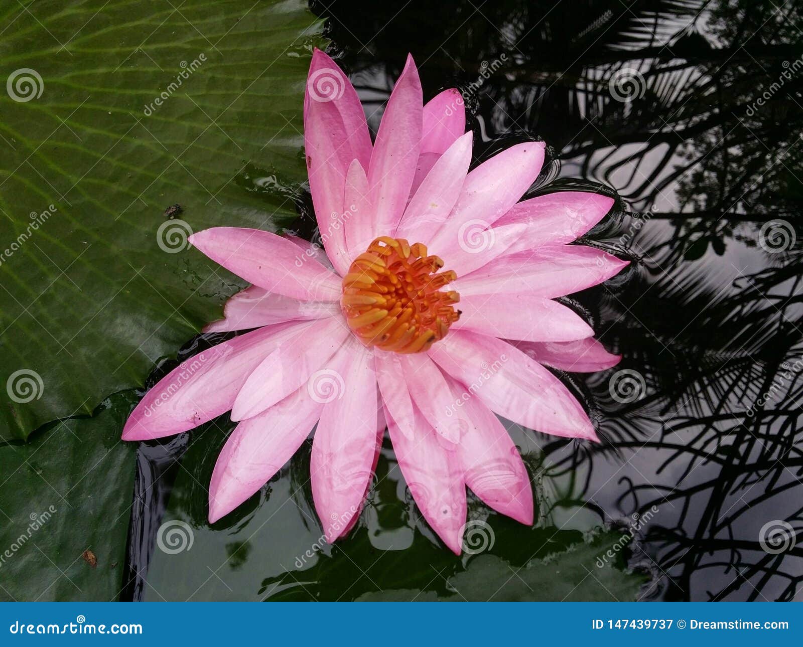 pink lotus flower is full bloom,very beautiful.