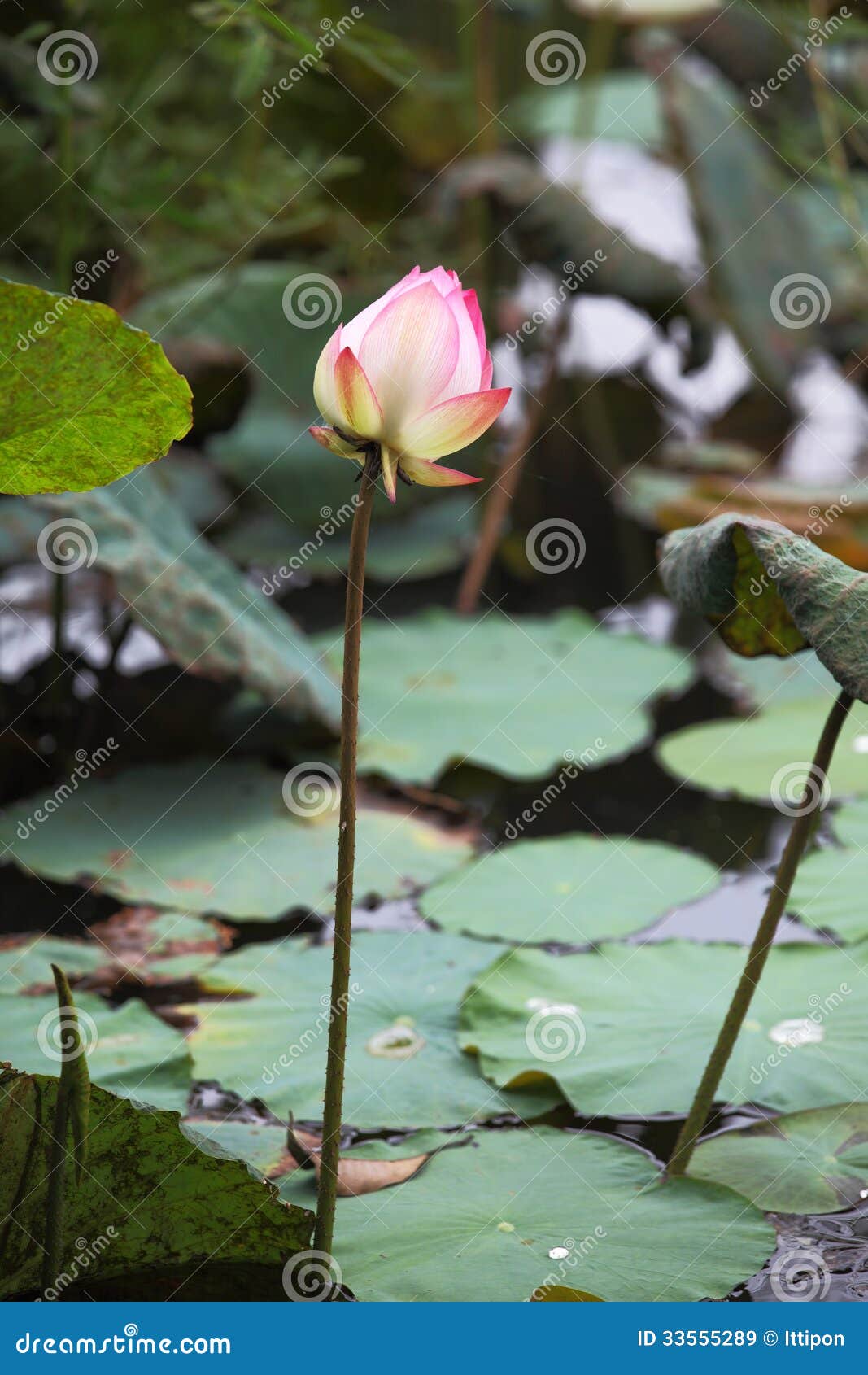 A pink lotus flower growing upright