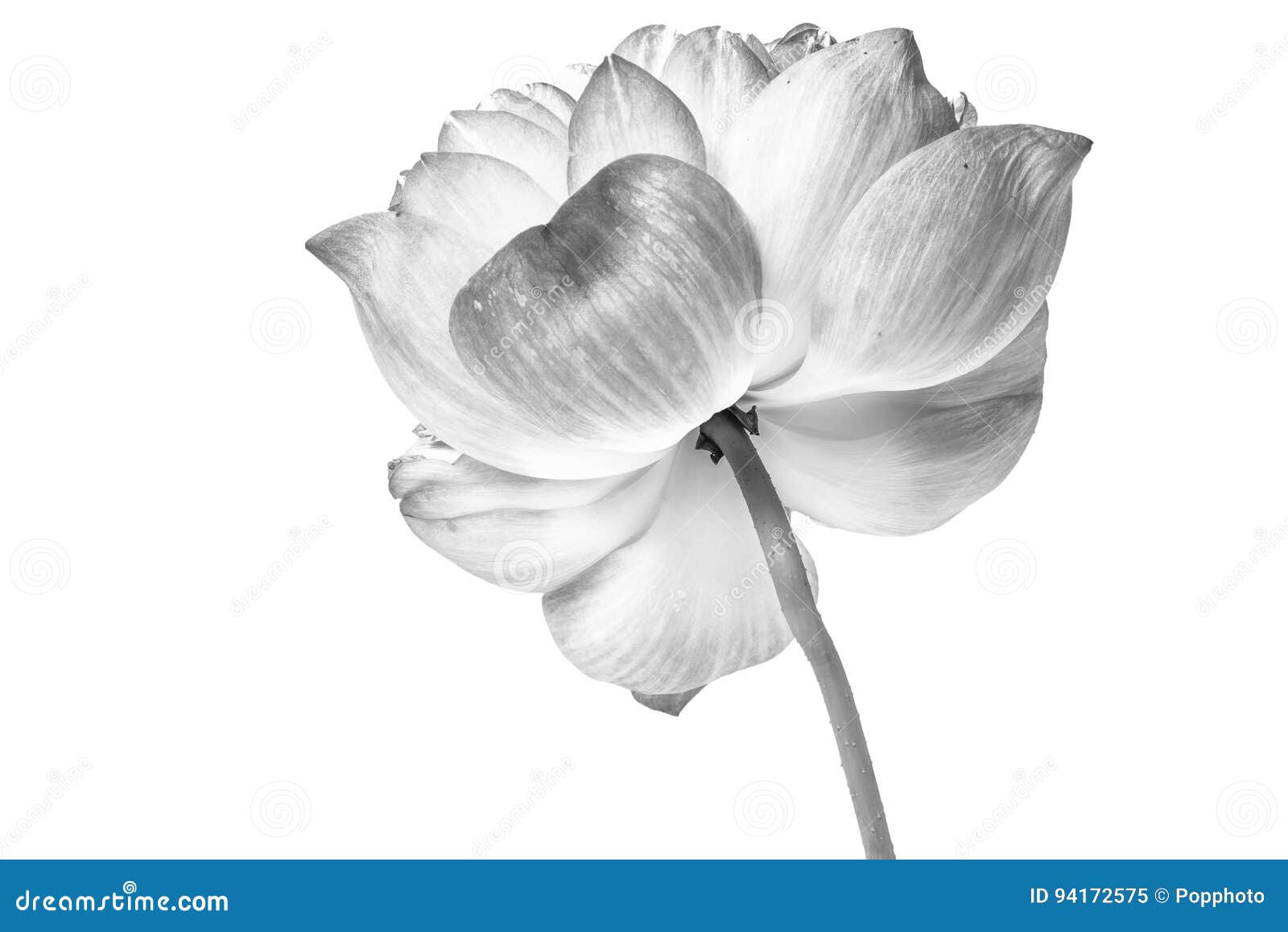 Pink lotus flower stock image. Image of flower, flora 94172575