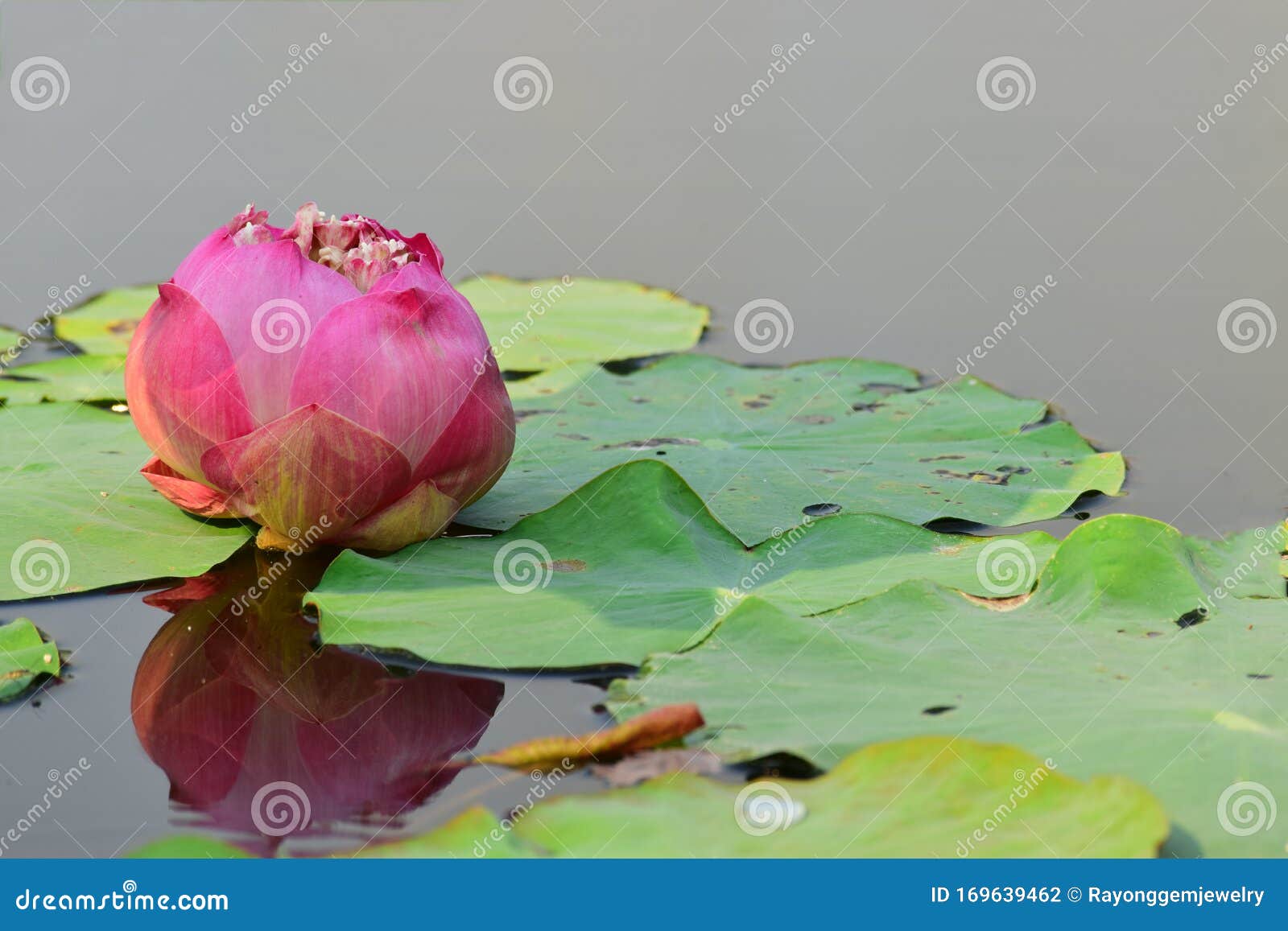 pink lotus flower in the pool, began to bloom