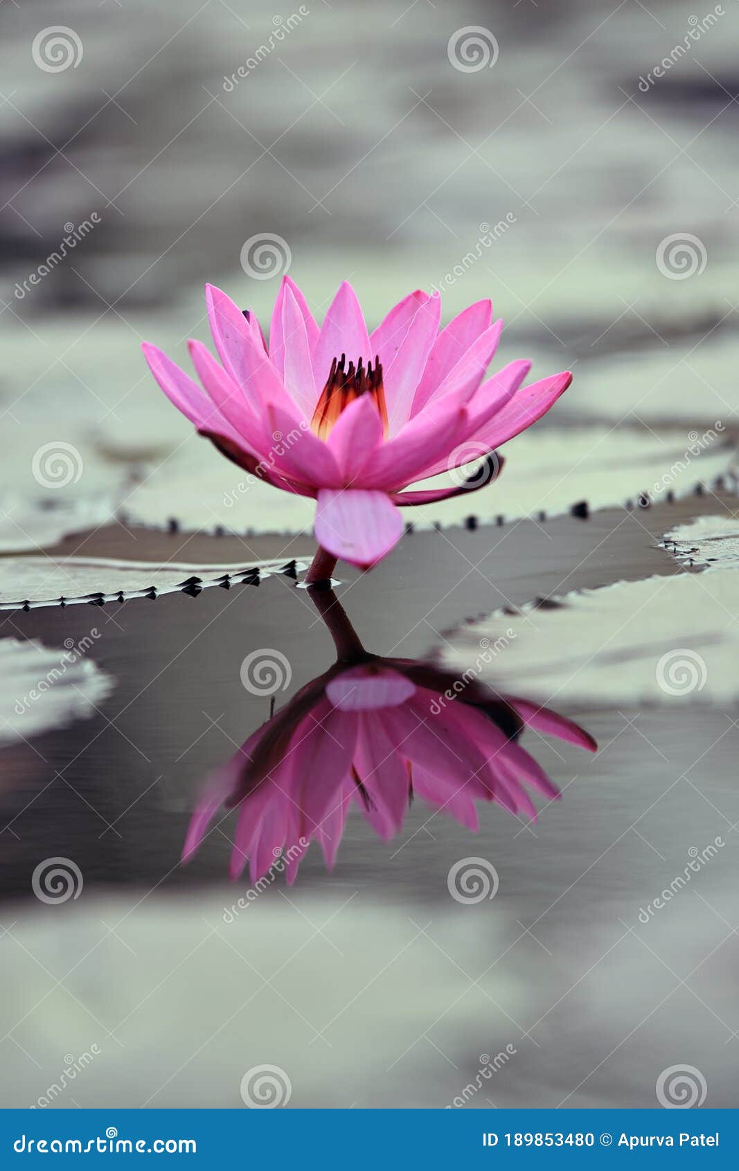 Pink Lotus Flower with Reflection in Pond Best HD Wallpaper Stock ...
