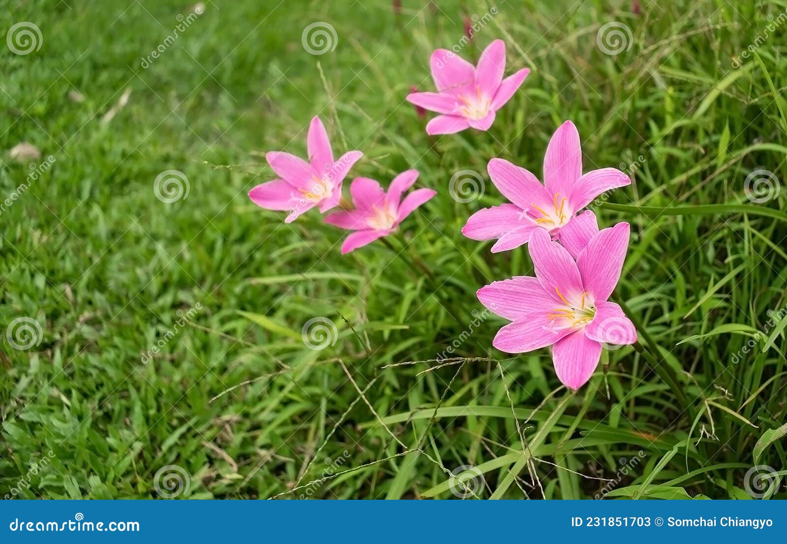 Pink lotus flower soil stock image. Image of color, bright 231851703