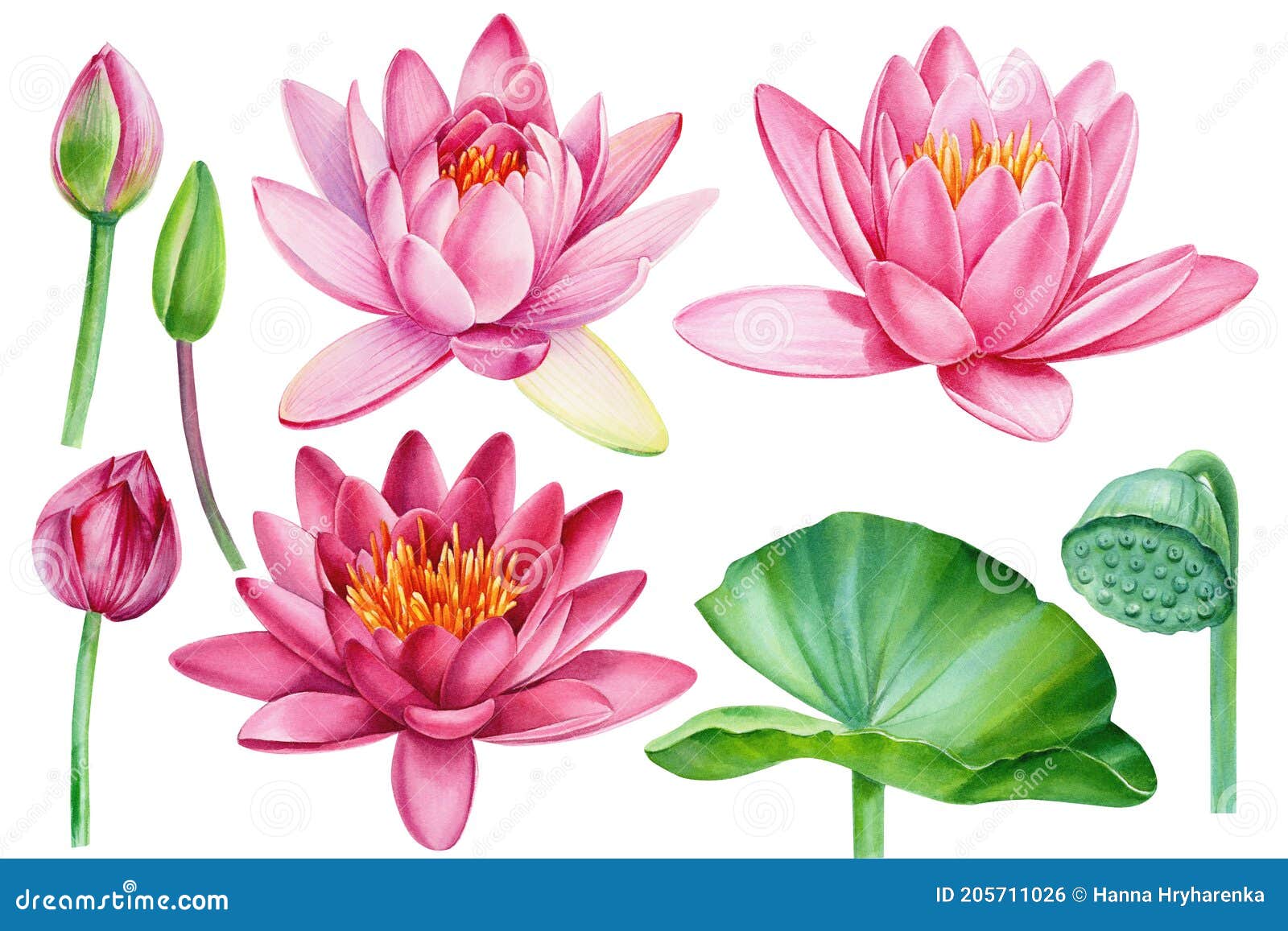 Flowers Drawings : Mandala Lotus Flower … | via Flowers.tn –… | Flickr
