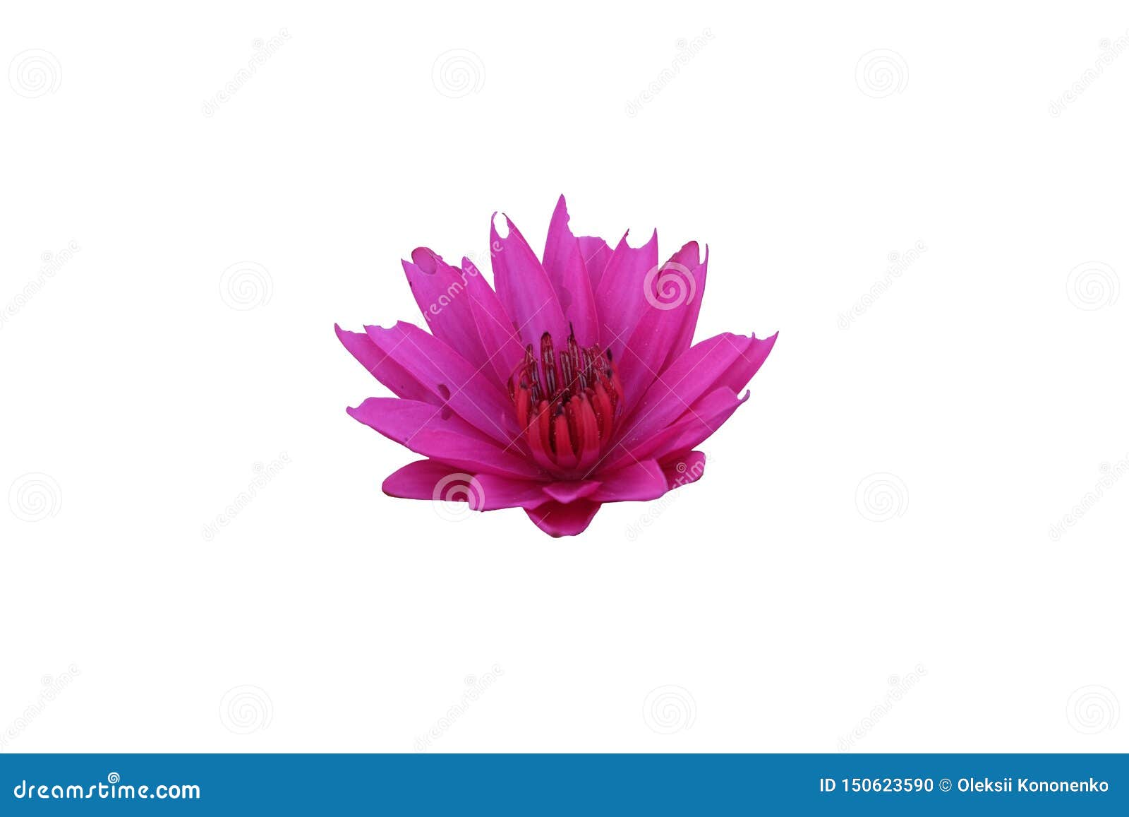 pink lotus with petals nibbled by insects. lotus flower.  on background