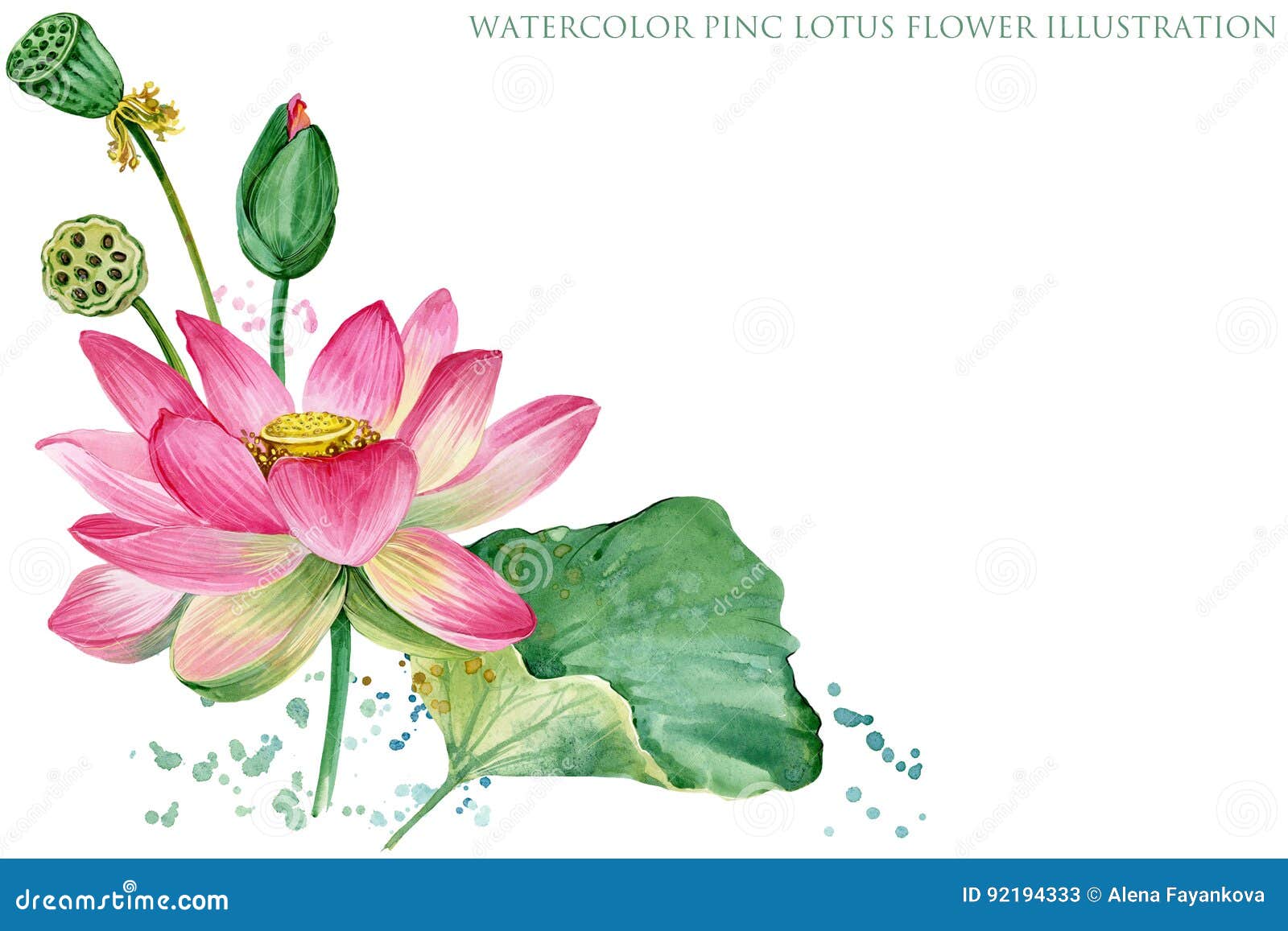Pink Lotus. Watercolor Botanical Illustration. Stock Illustration -  Illustration of floral, buddhism: 92194333