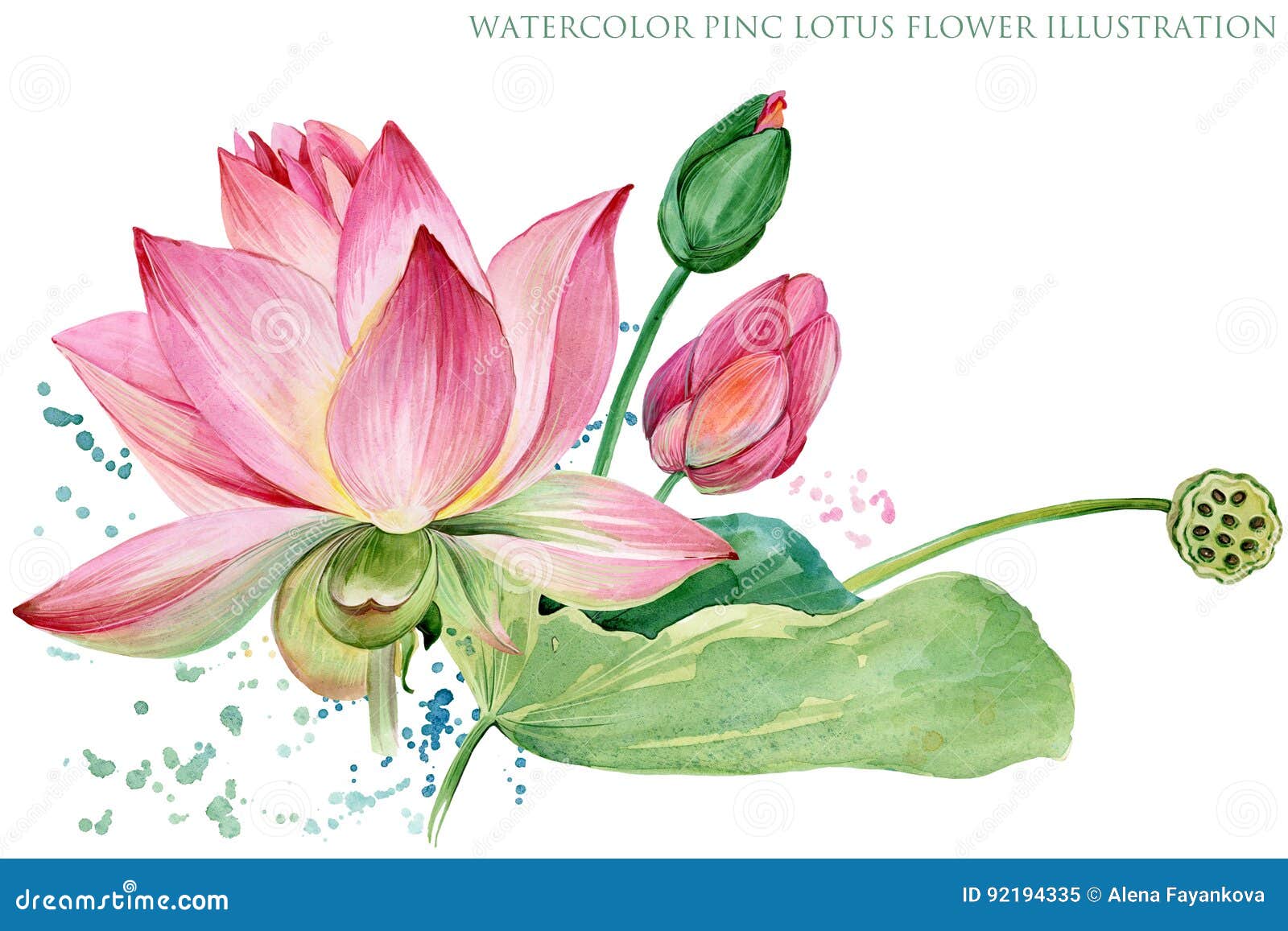 Pink Lotus. Watercolor Botanical Illustration. Stock Illustration -  Illustration of elegance, botany: 92194335