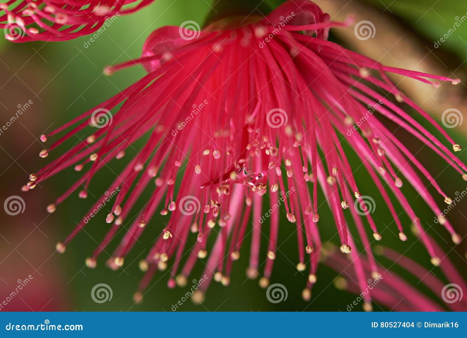 pink macro flower perote