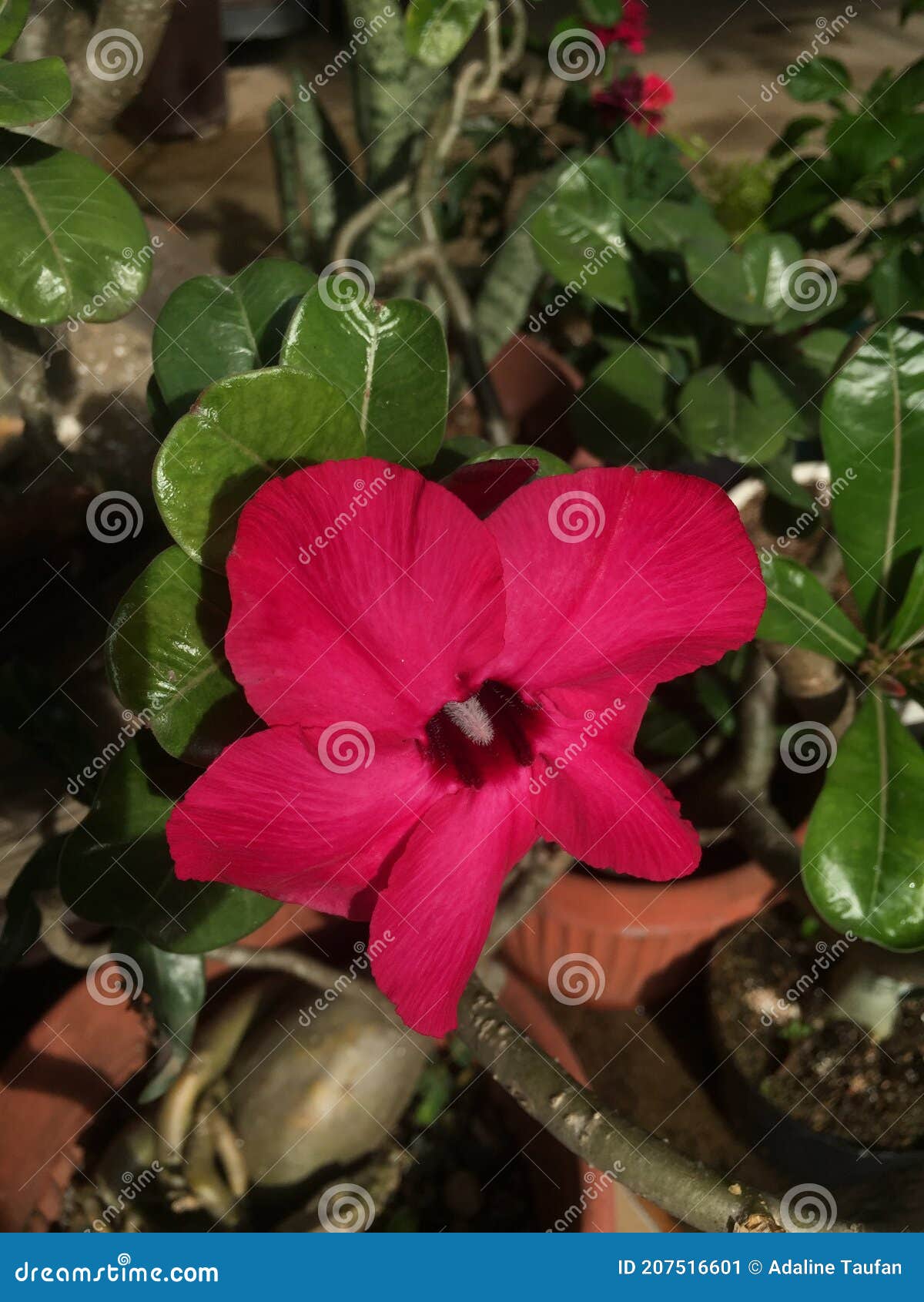 Pink Magenta Adenium Obesum Flower Stock Image - Image of adenium ...