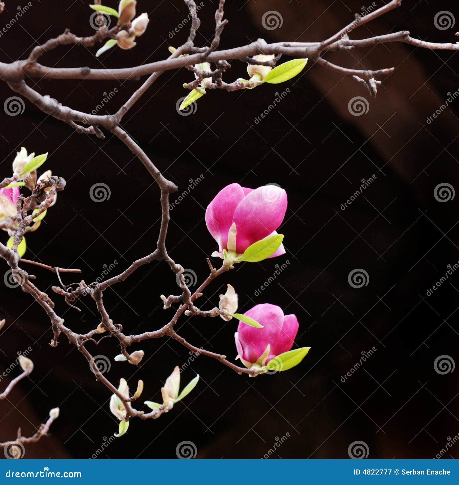 pink magnolia blooms