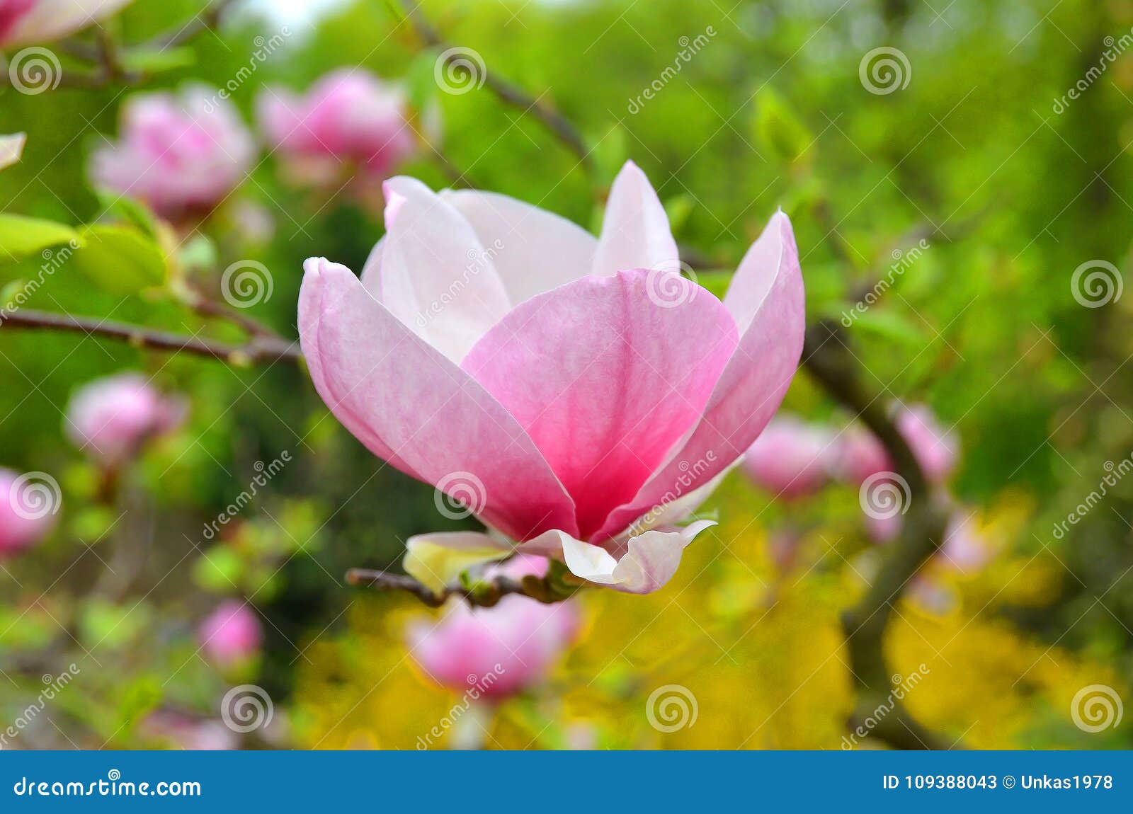 Pink magnolia blossom stock image. Image of blooming - 109388043