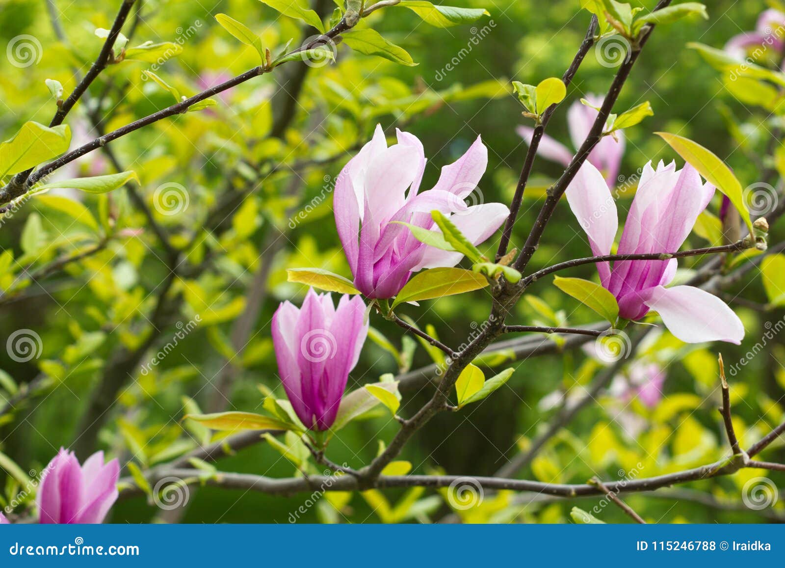 Flowering Magnolia Tulip Tree. Stock Photo - Image of flower, gardening ...