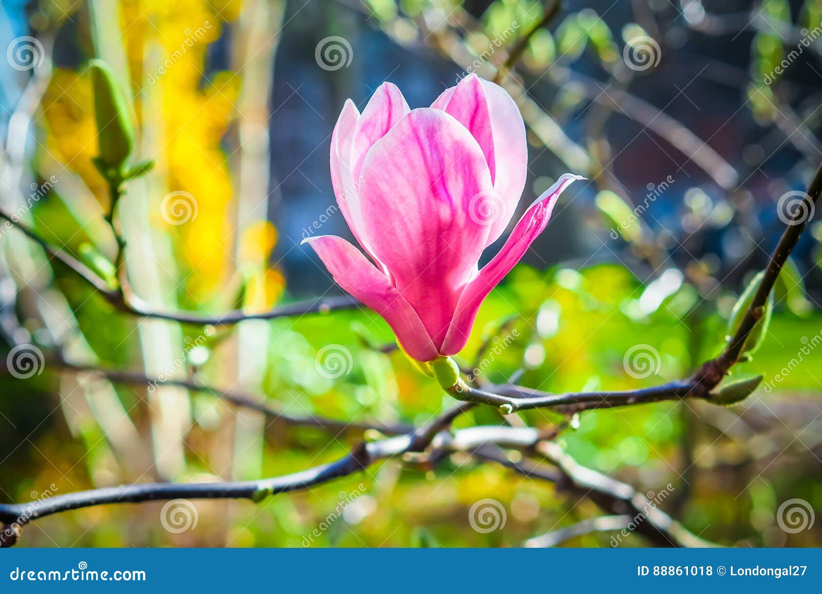 Pink Magnolia Flower on the Blurred Background Stock Photo - Image of ...