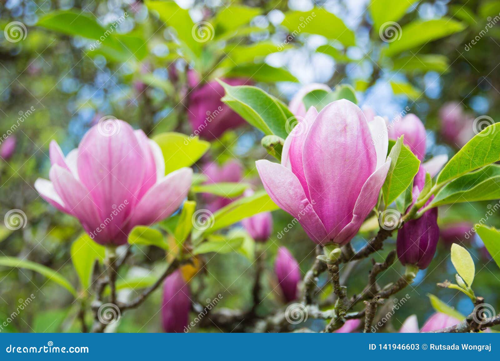 Pink Magnolia Flowers In The Garden Stock Image Image Of Blooming Beautiful 141946603