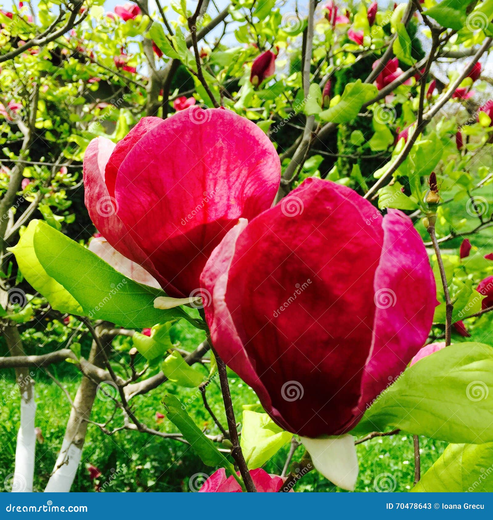Pink magnolia flowers stock image. Image of closeup, drop 70478643