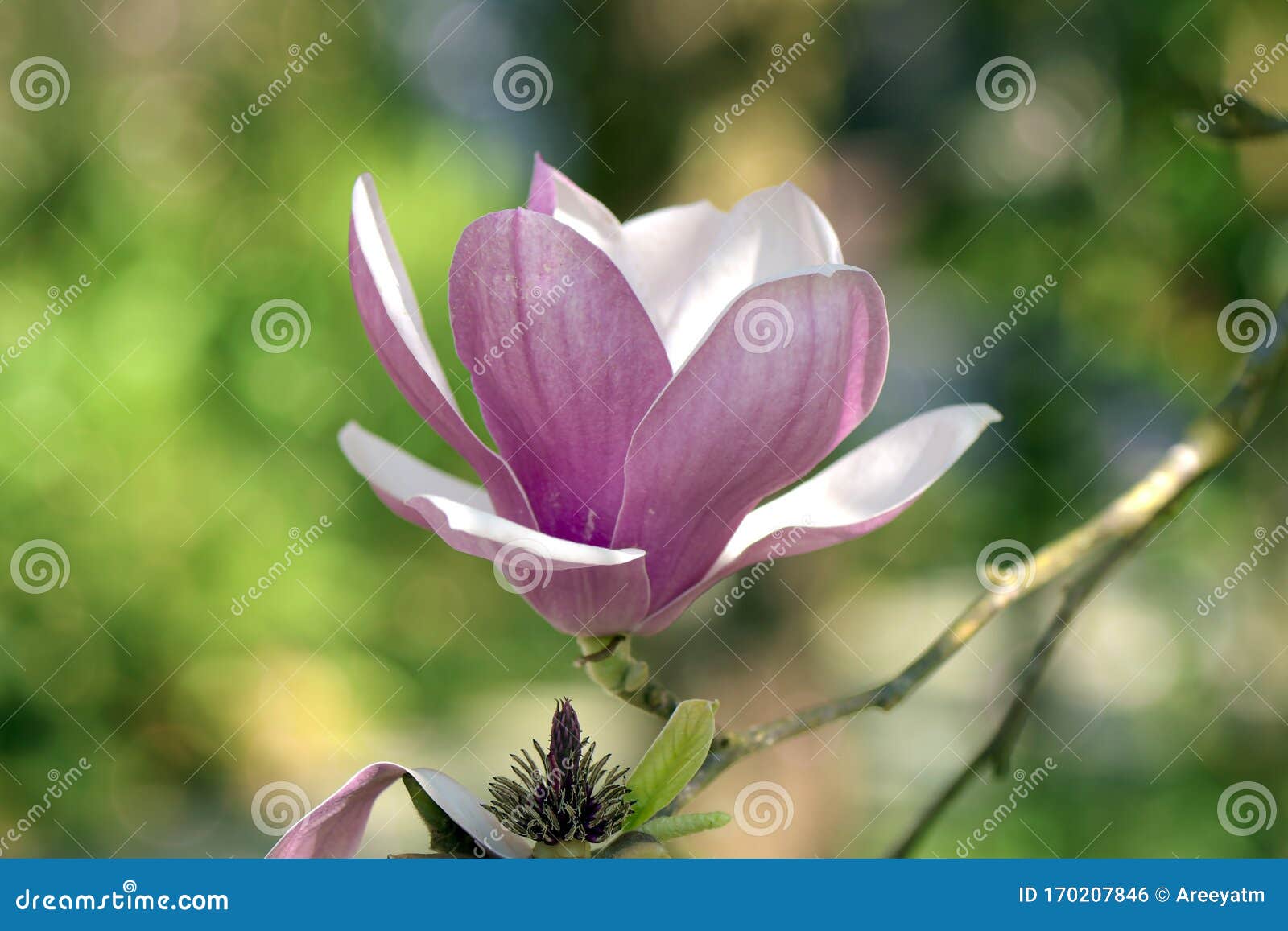 pink magnolia magnolia liliiflora. or tulip tree