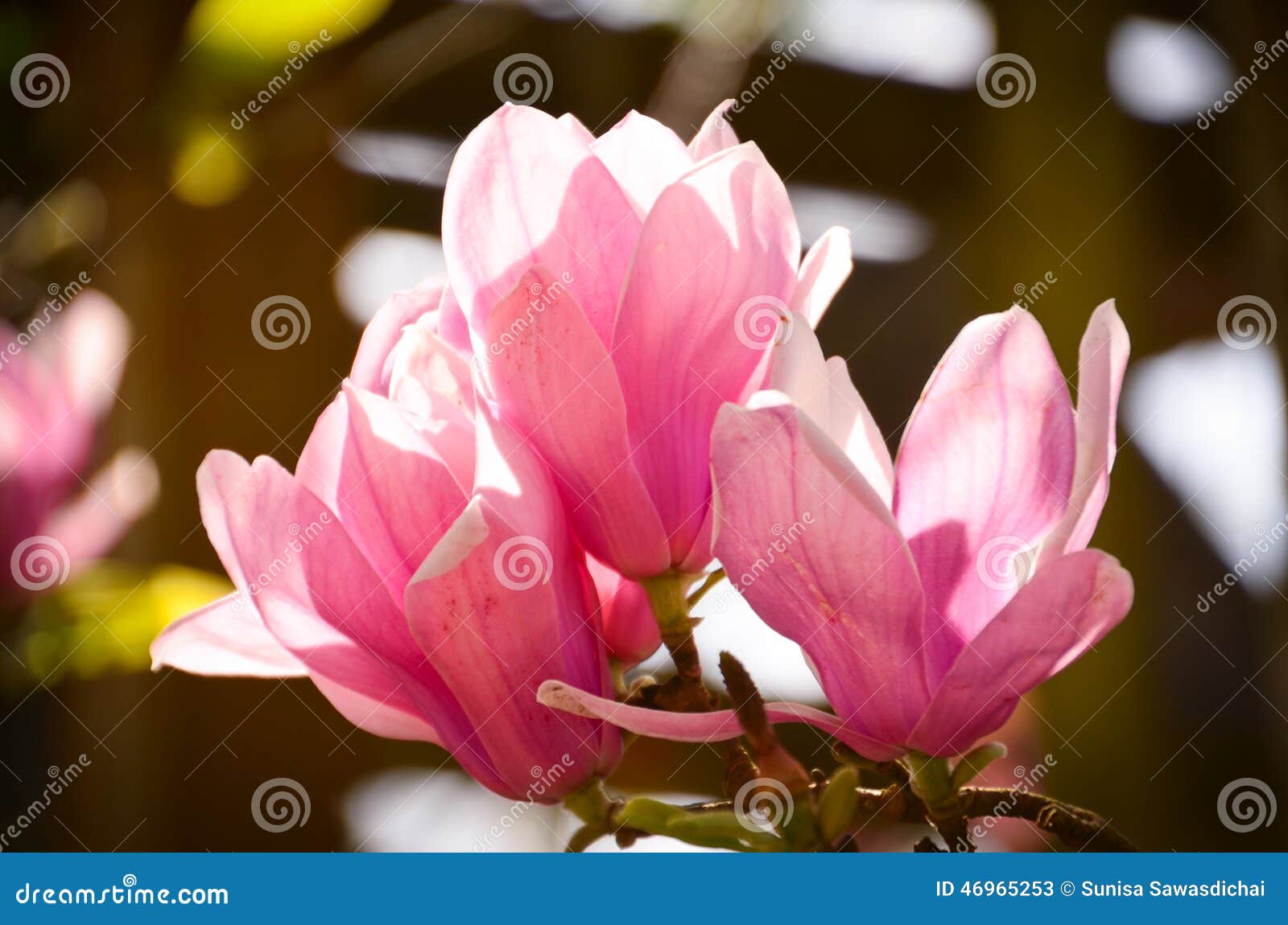 Pink magnolia stock image. Image of pink, flora, saucer - 46965253